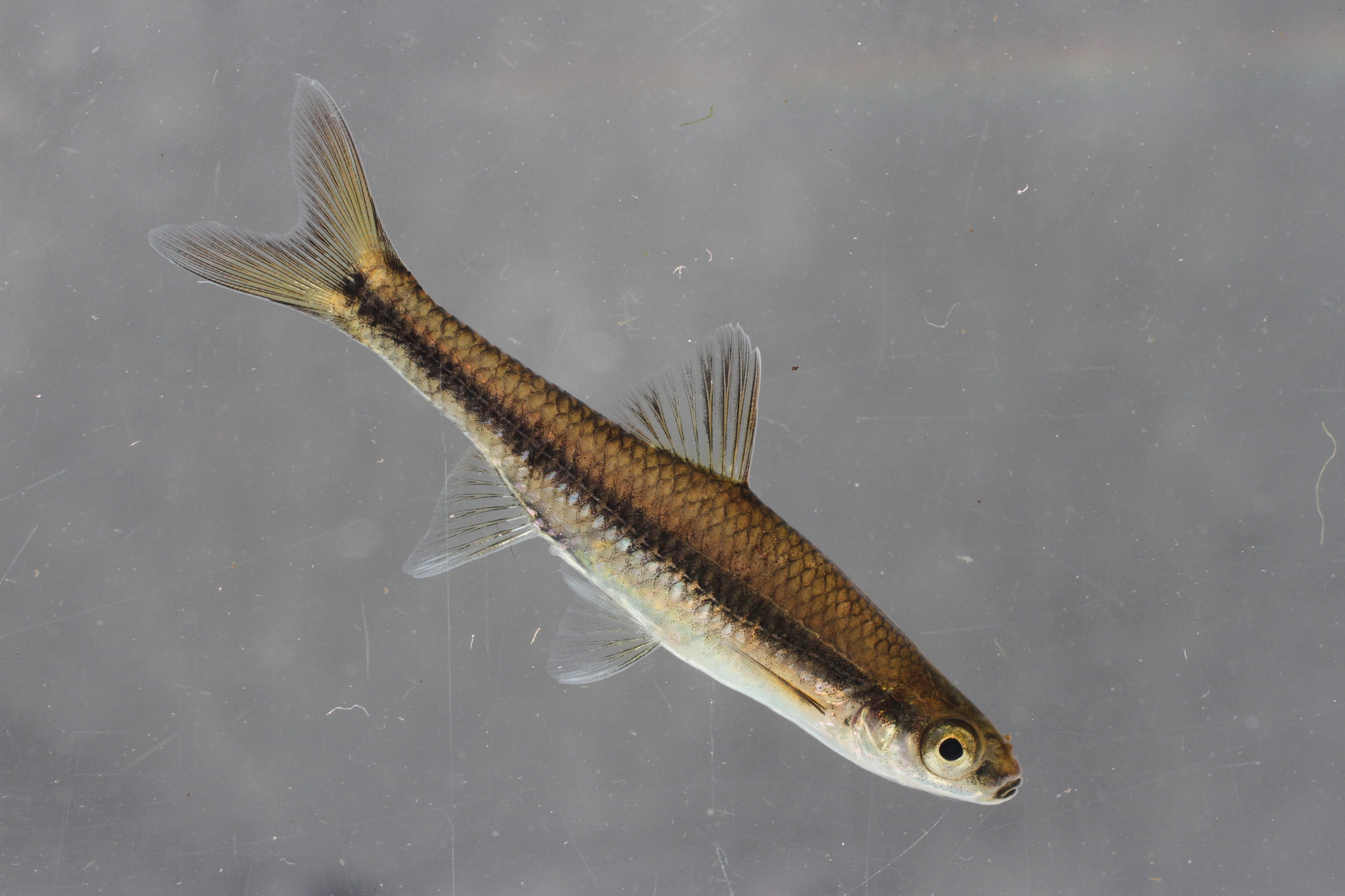 Pugnose minnow (Opsopoeodus emiliae) — Cyprinidae — 3