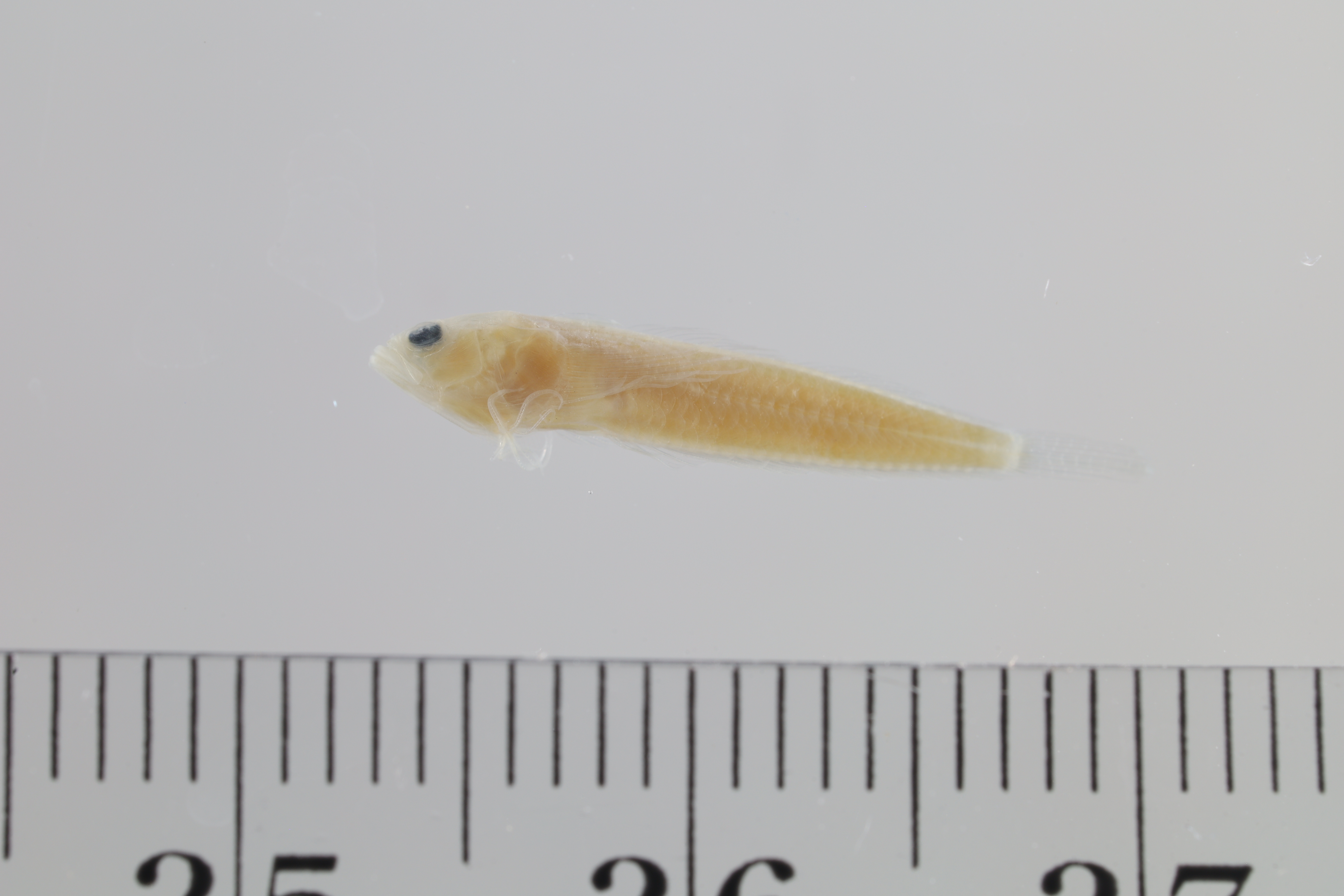 Leurochilus acon thumbnail