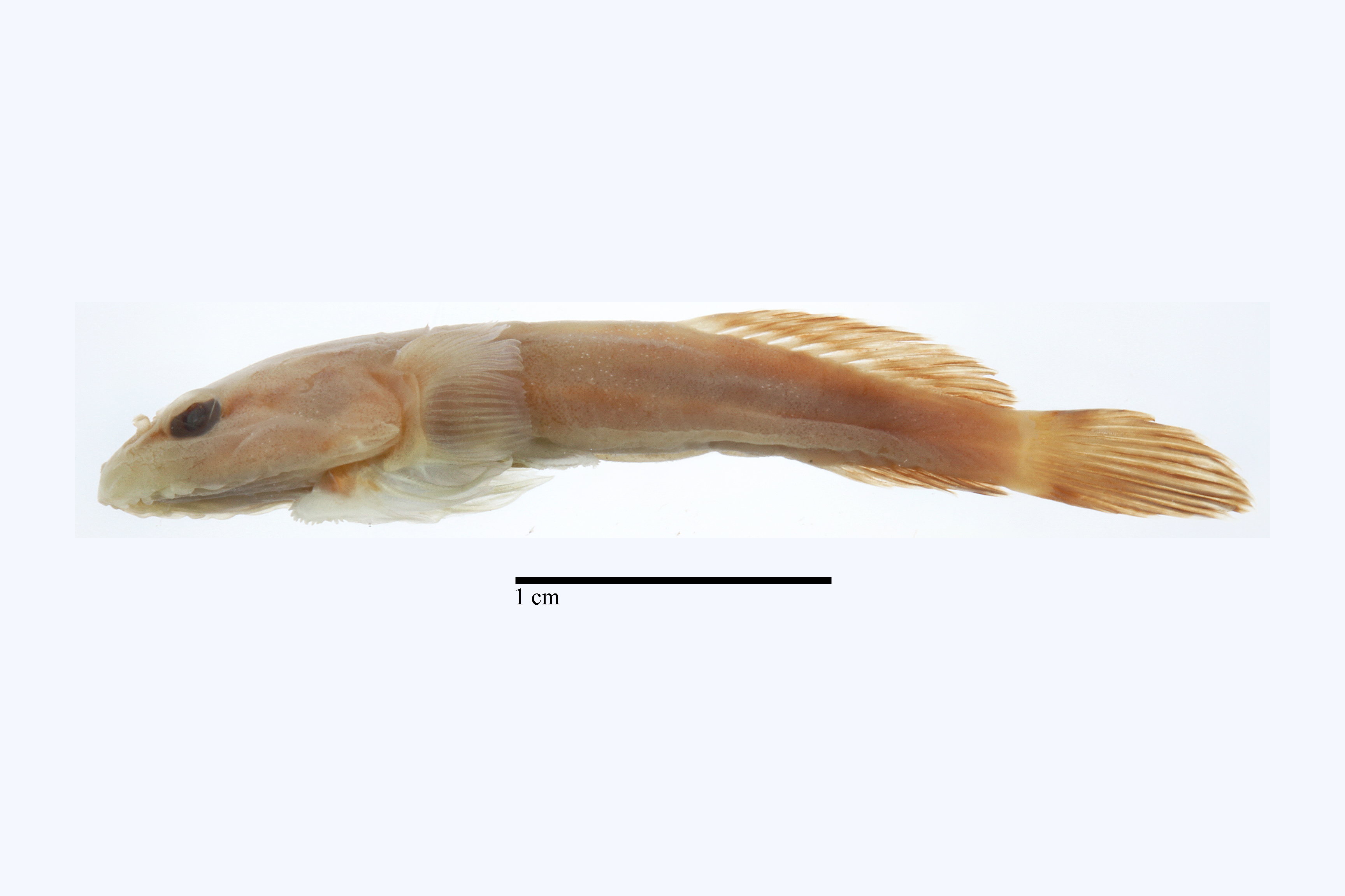 Bahama clingfish (Gobiesox lucayanus) — Gobiesocidae