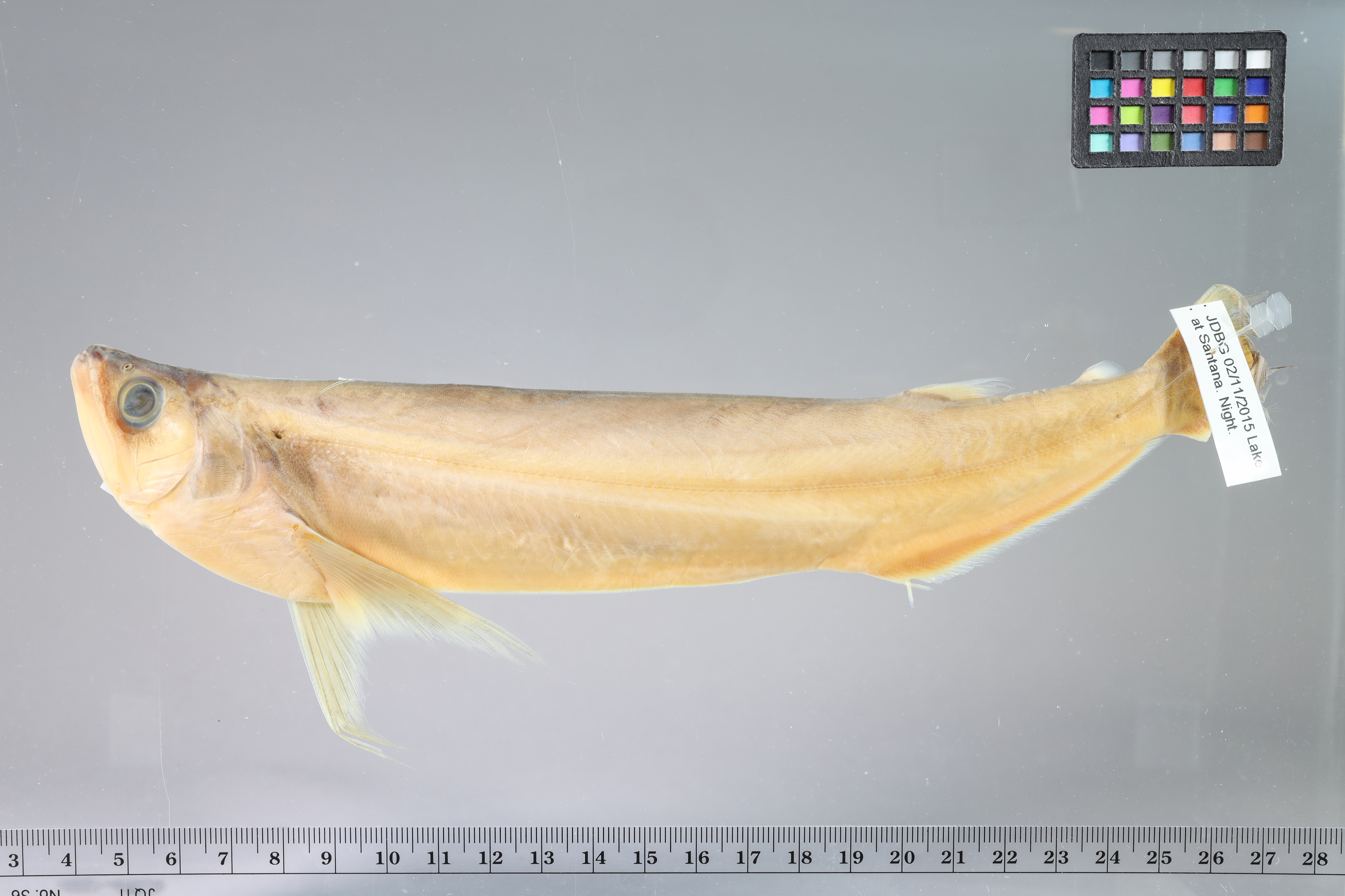 Biara (Rhaphiodon vulpinus) — Cynodontidae — 3
