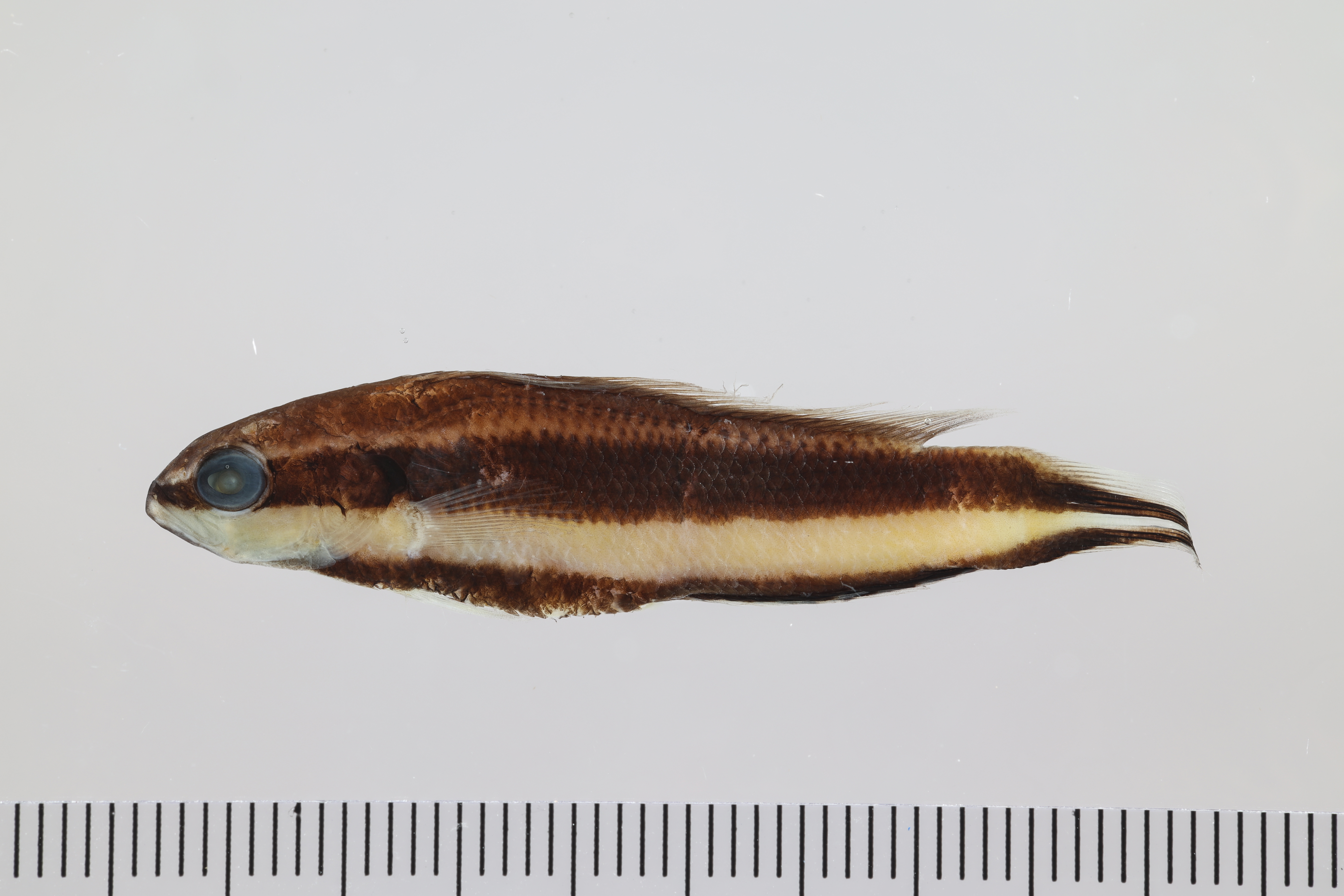 Striped dottyback (Pseudochromis sankeyi) — Pseudochromidae — 2