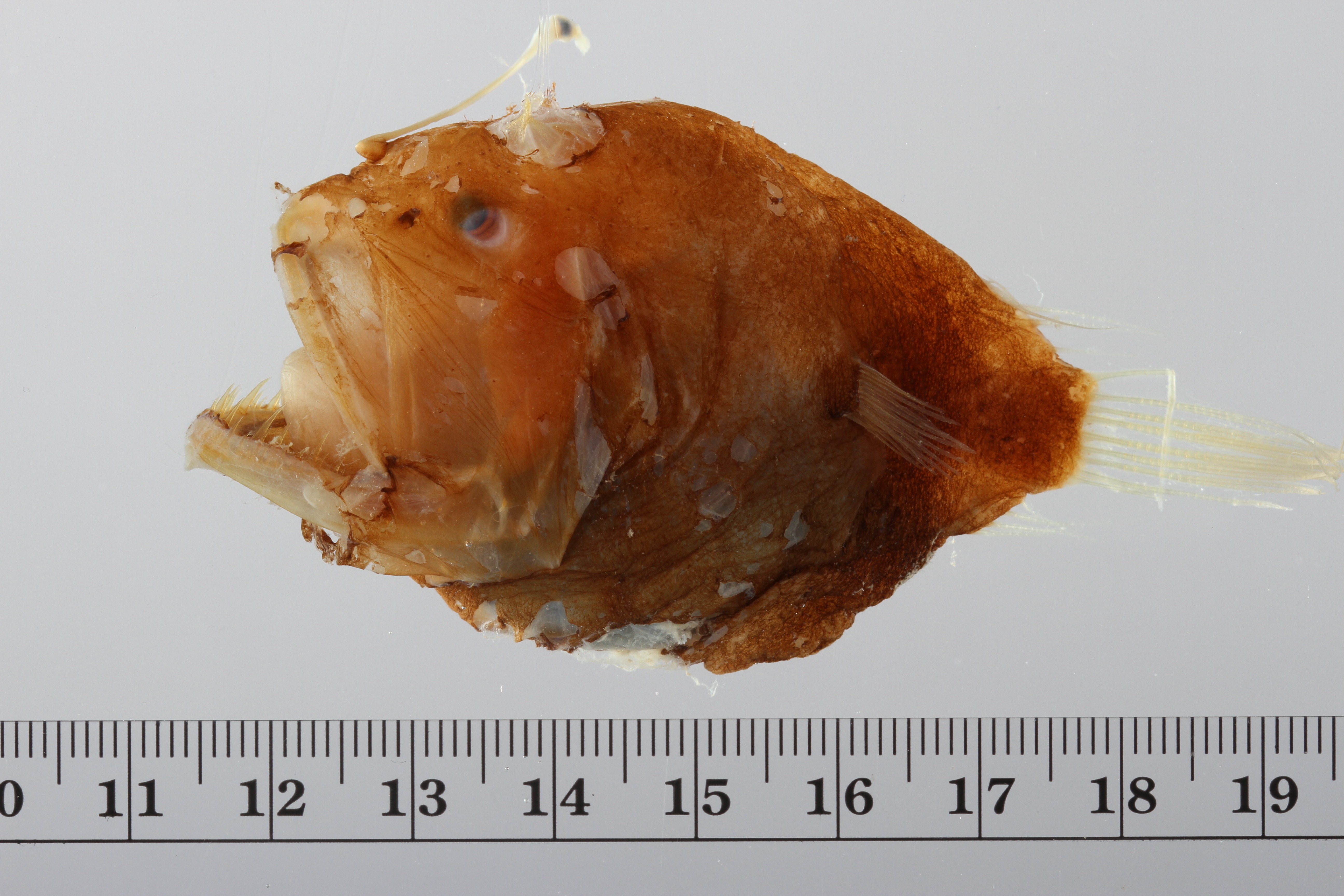 Diceratias