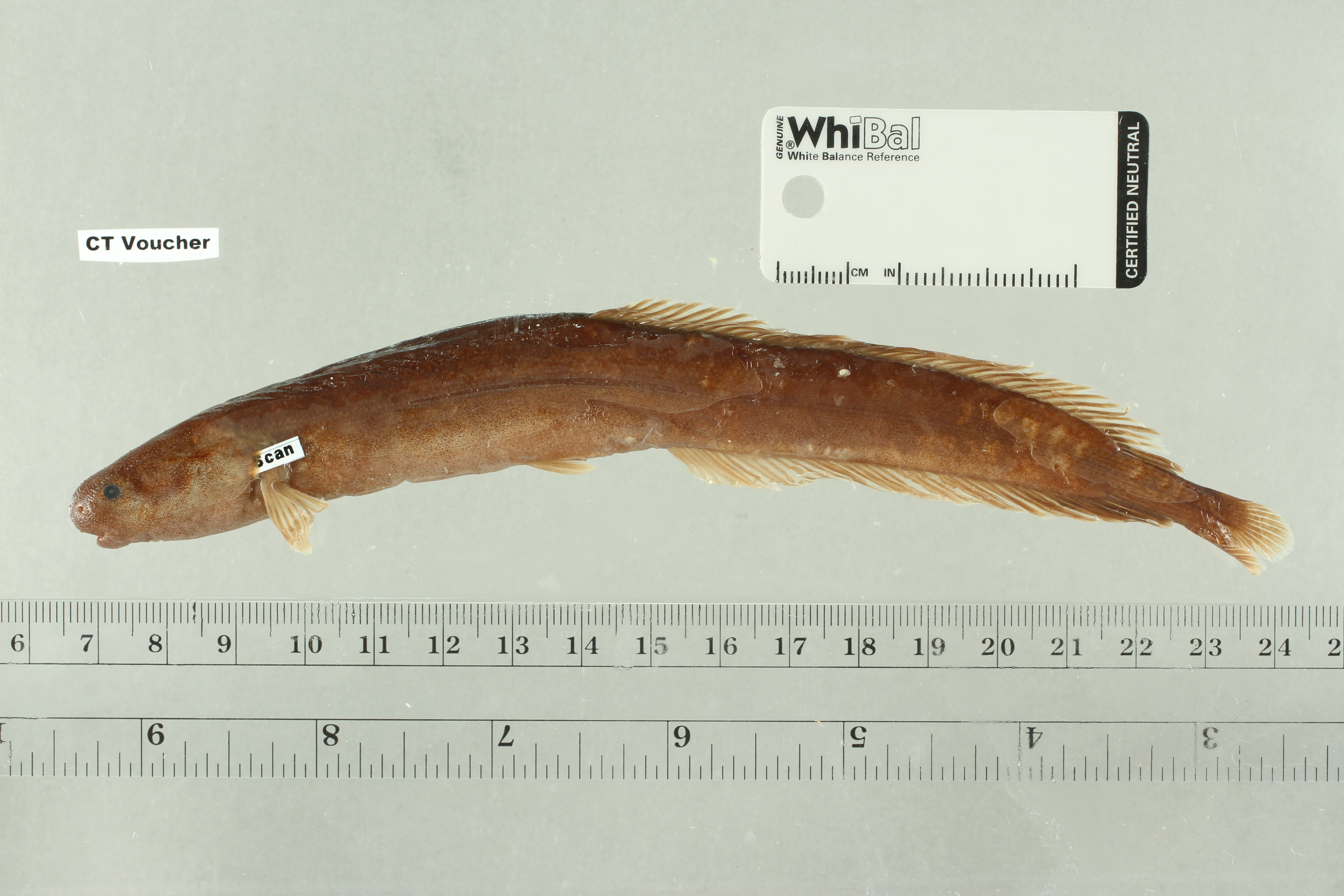 Henry's mormyrid (Isichthys henryi) — Mormyridae — 2