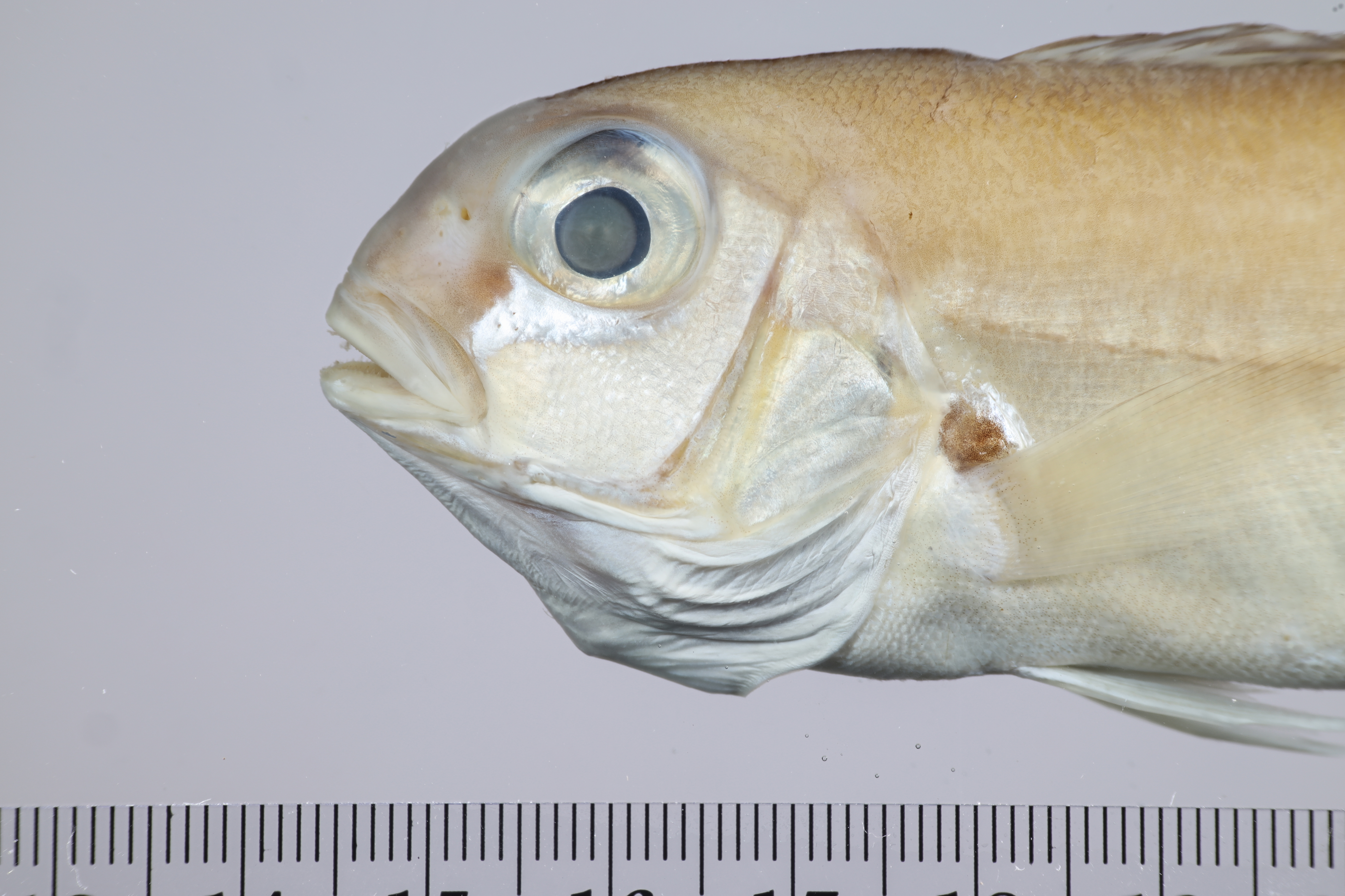 Anchor Tilefish (Caulolatilus intermedius) — Malacanthidae — 3