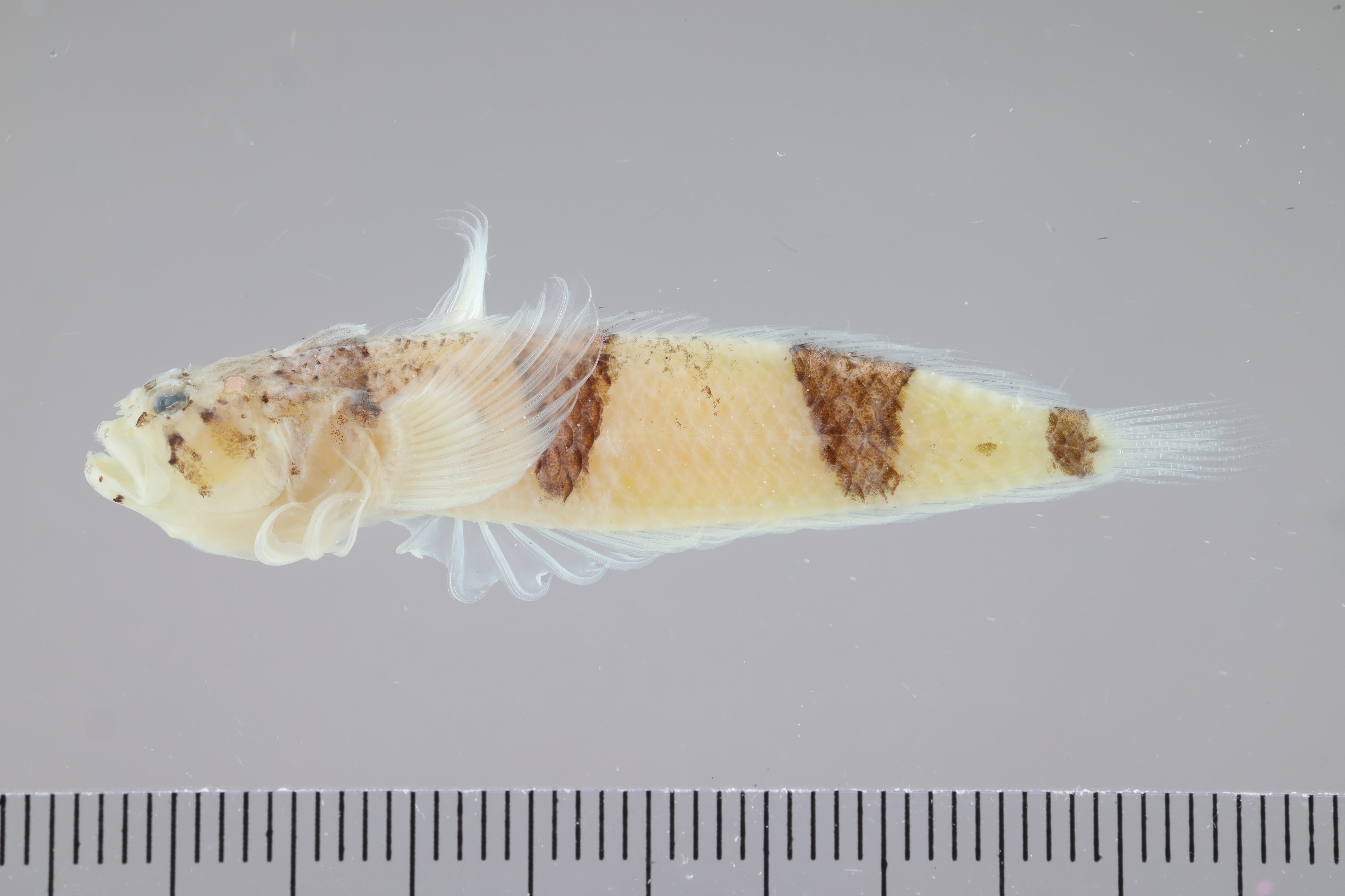 Saddle stargazer (Platygillellus rubrocinctus) — Dactyloscopidae