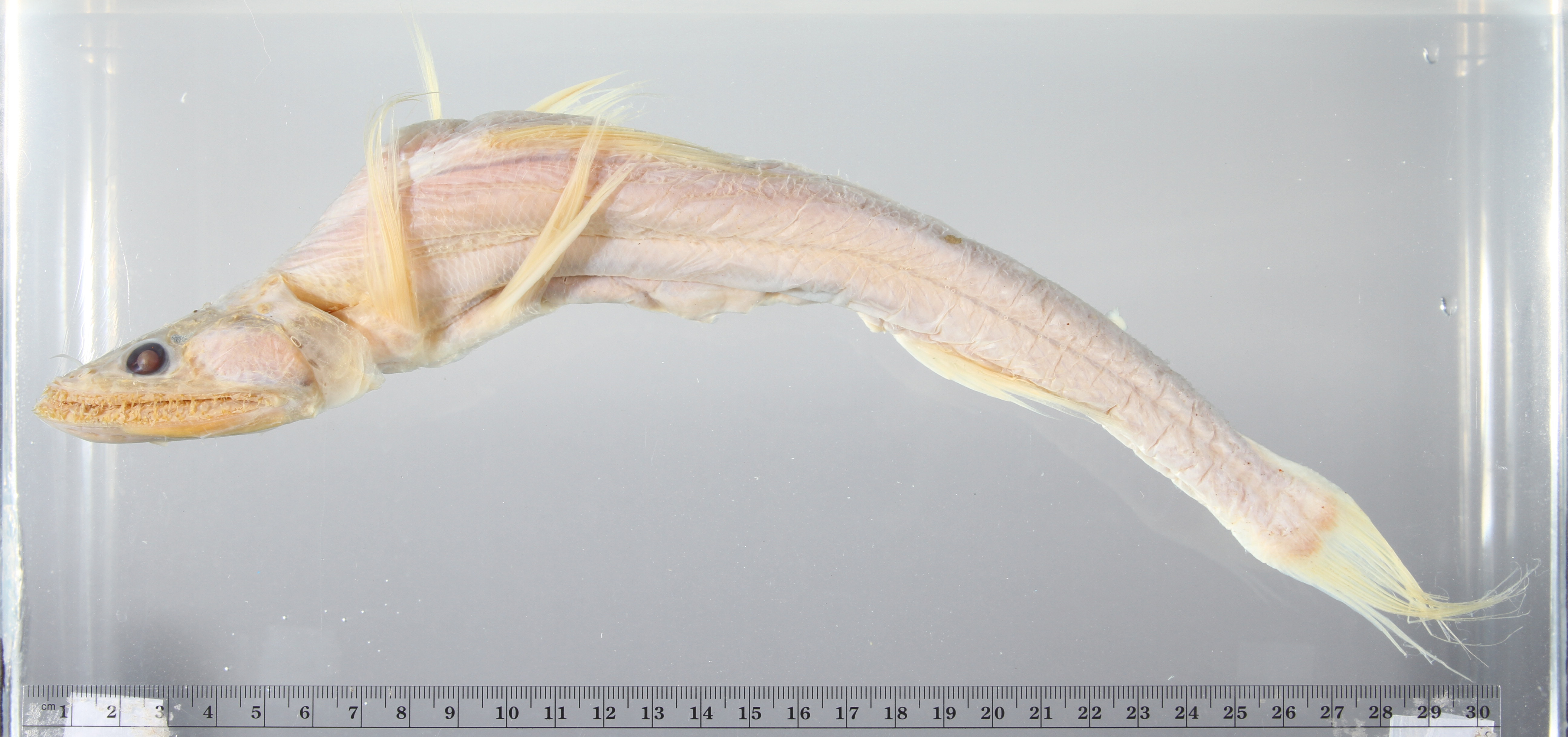 Bathysaurus mollis