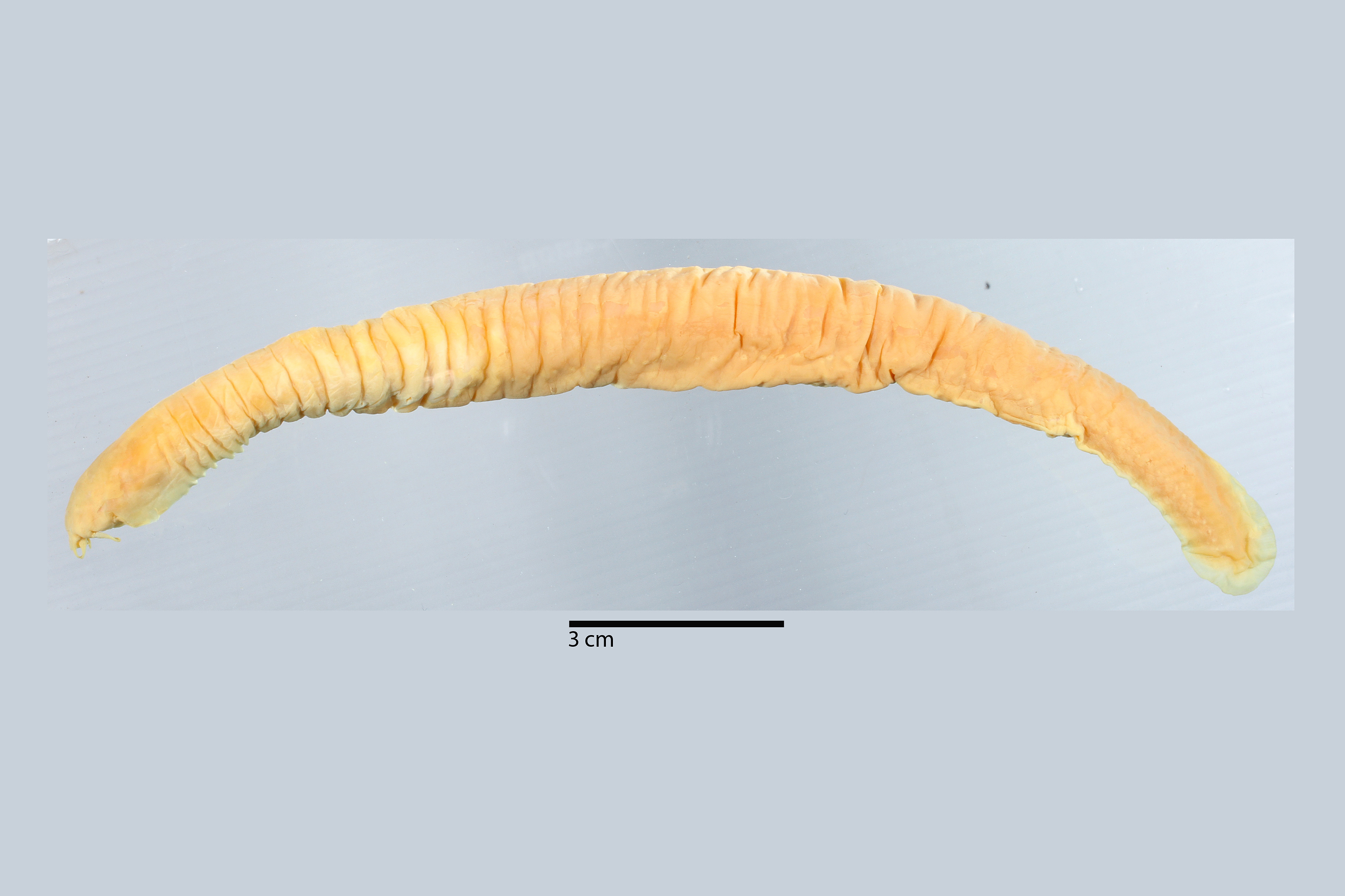 Rubicundus lopheliae thumbnail