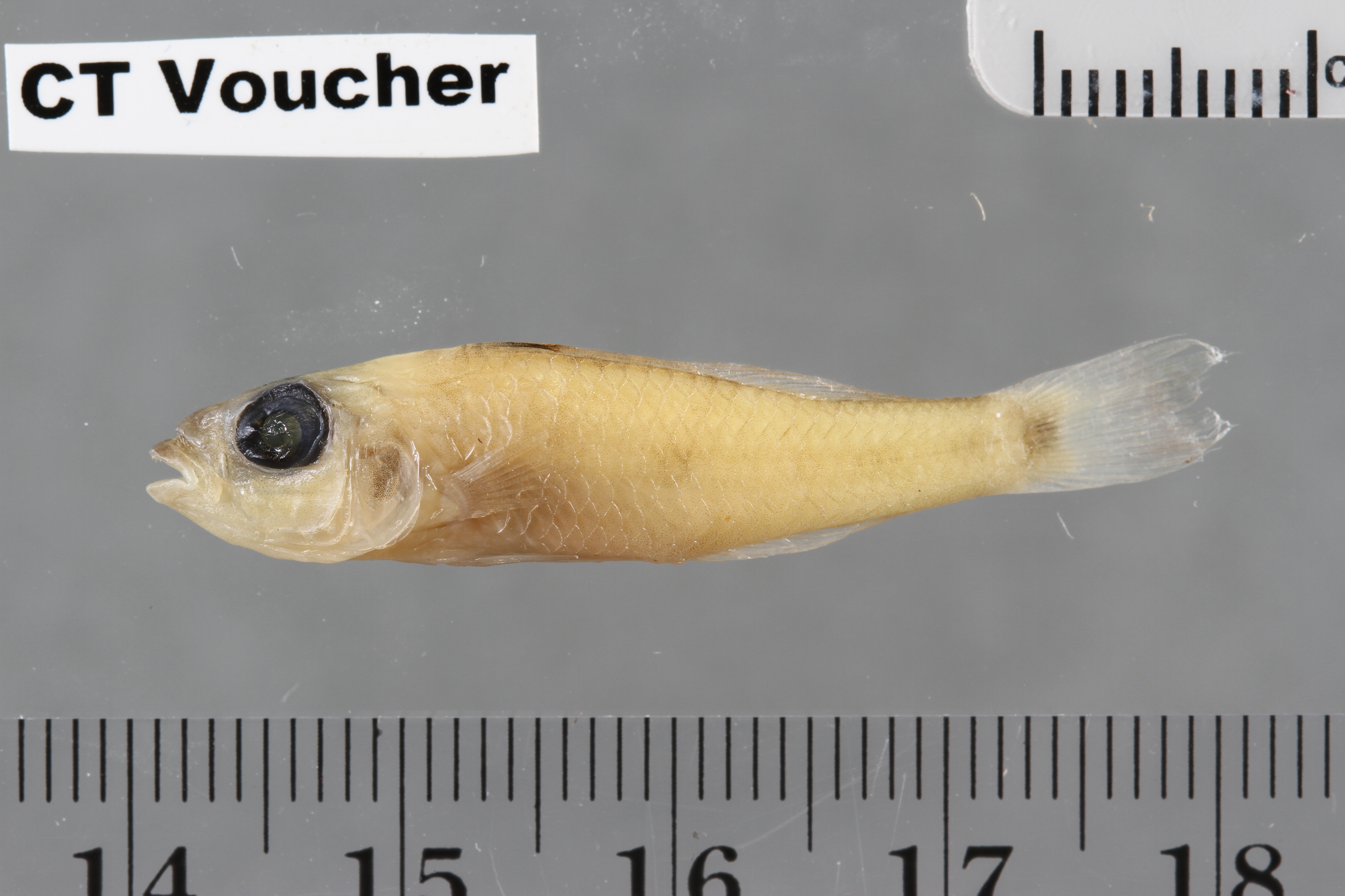 Biotoecus opercularis — Cichlidae