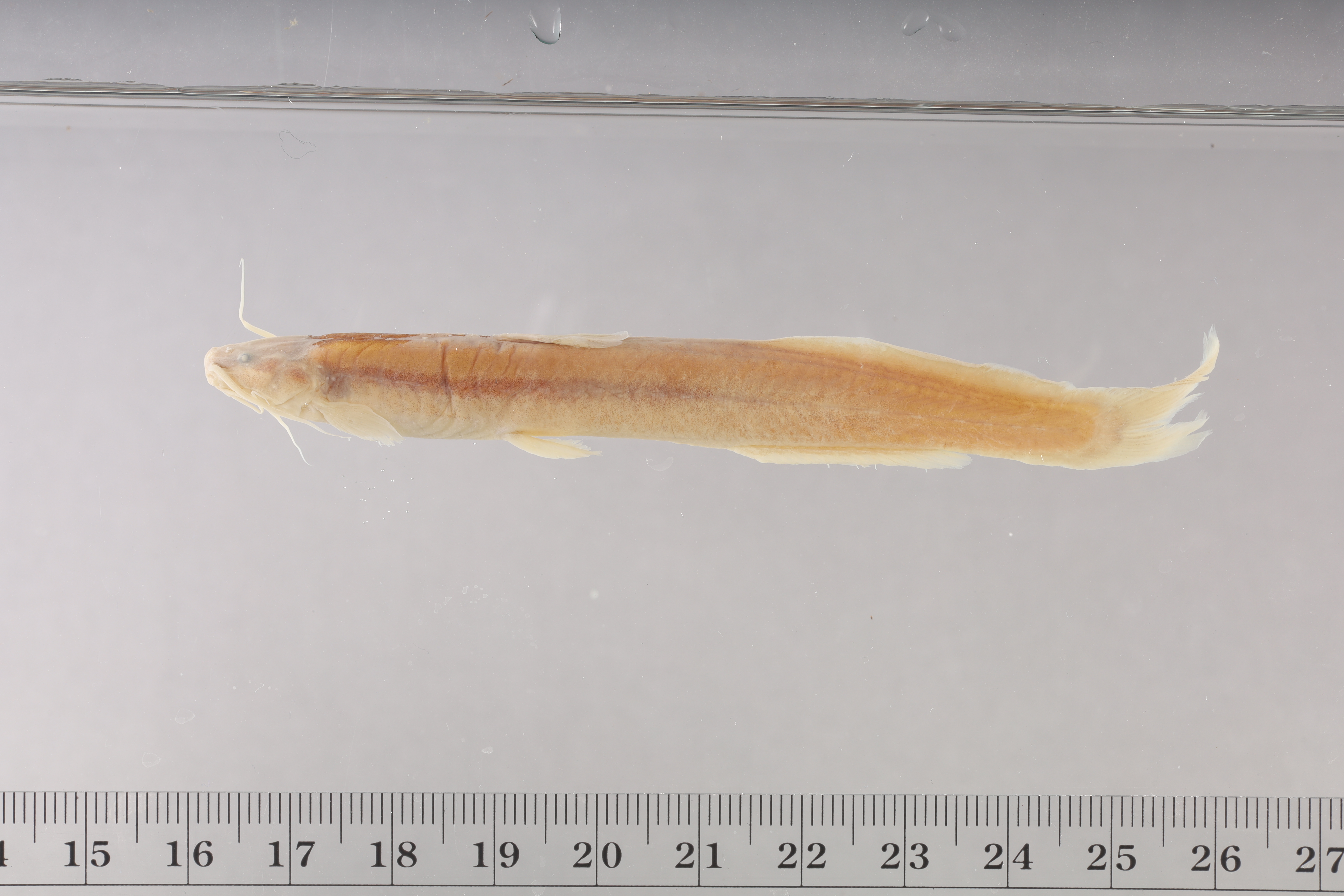 Coastal Pencil Catfish photo 4