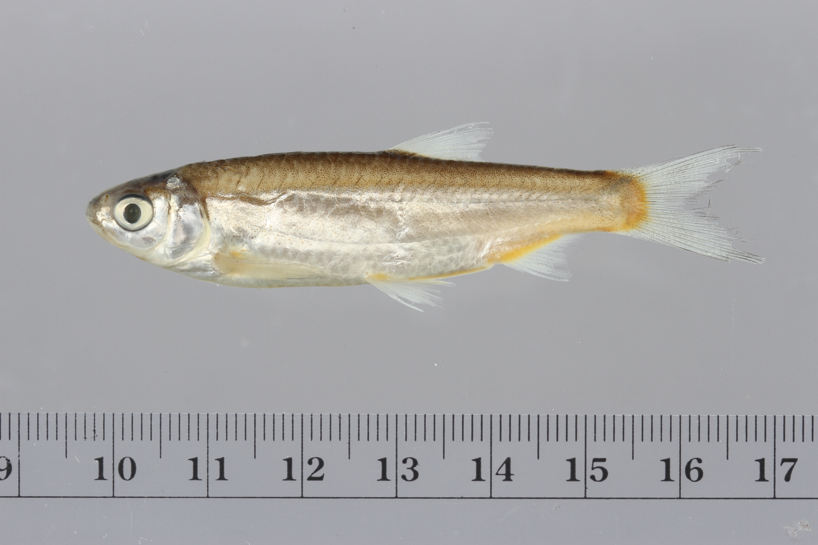 Aspidoparia (Cabdio morar) — Cyprinidae