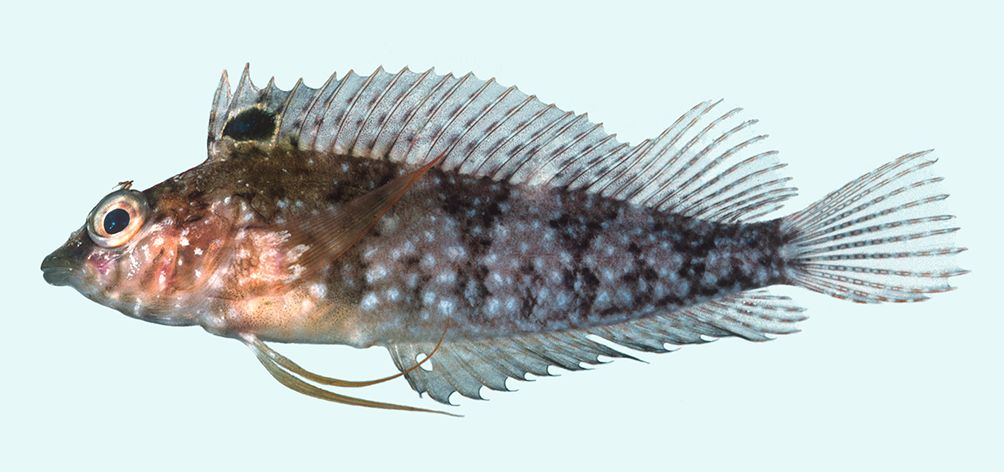 Diamond blenny (Malacoctenus boehlkei) — Labrisomidae — 3