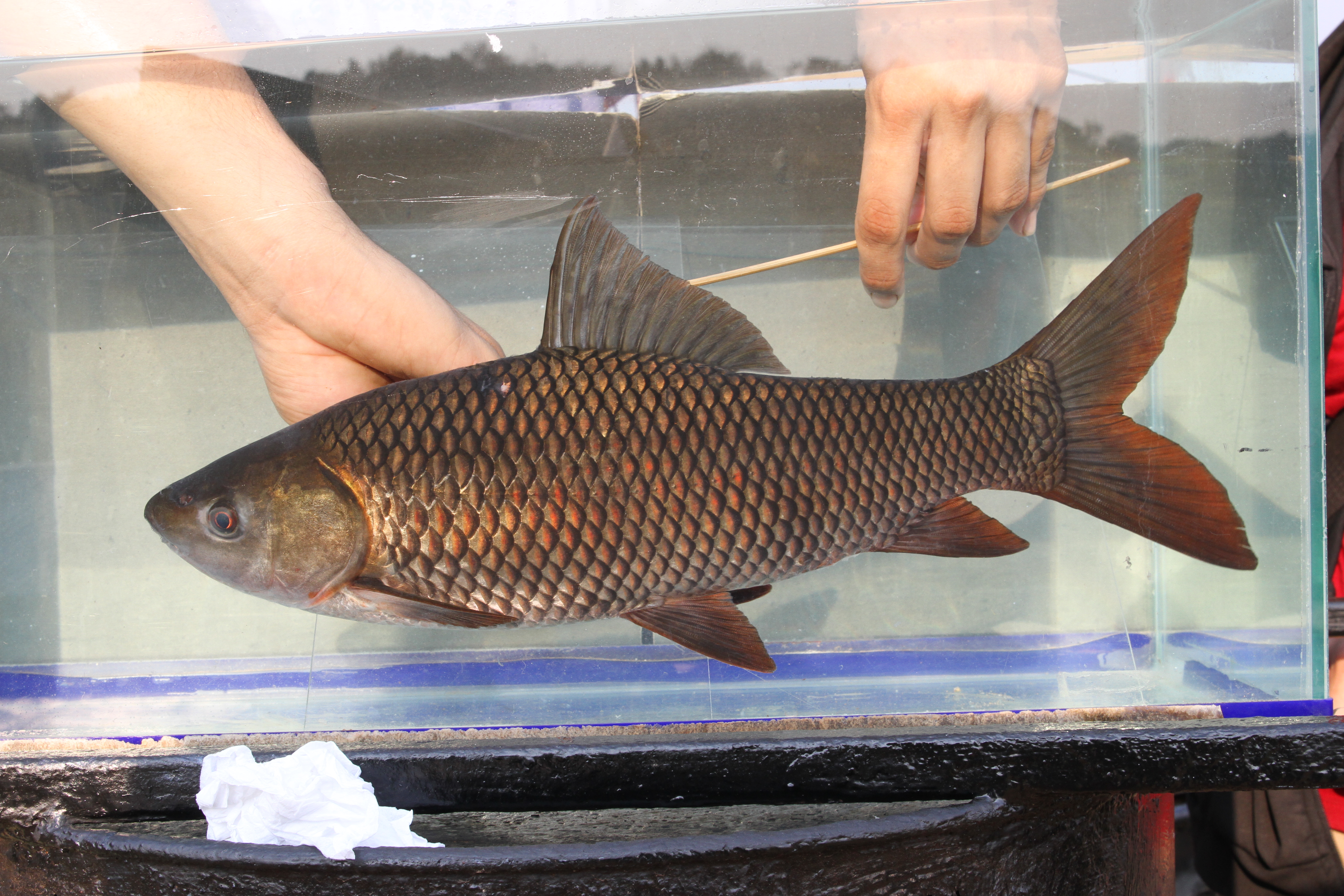 Roho labeo (Labeo rohita) — Cyprinidae — 4