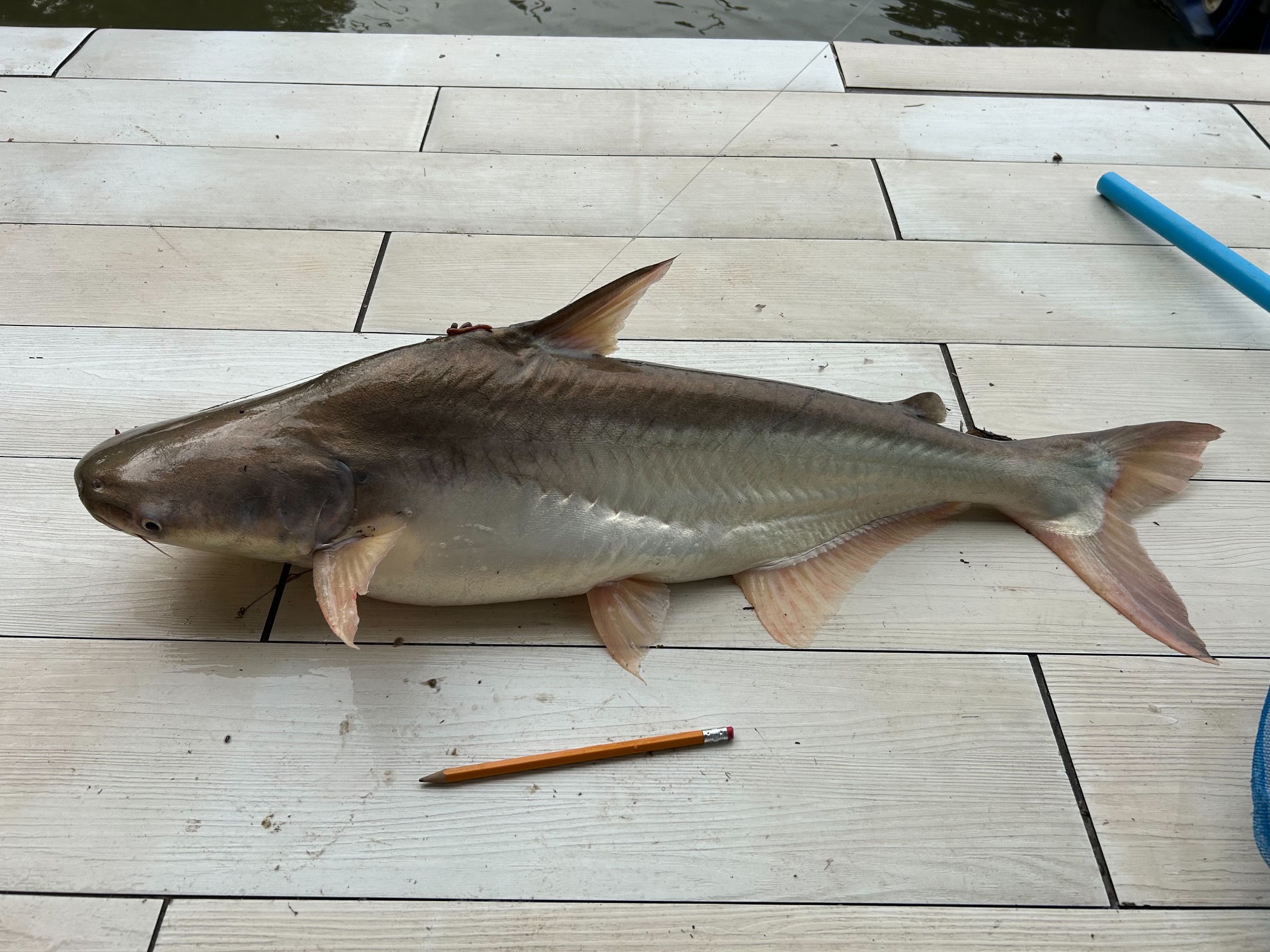 Iridescent shark-catfish (Pangasianodon hypophthalmus) — Pangasiidae — 2
