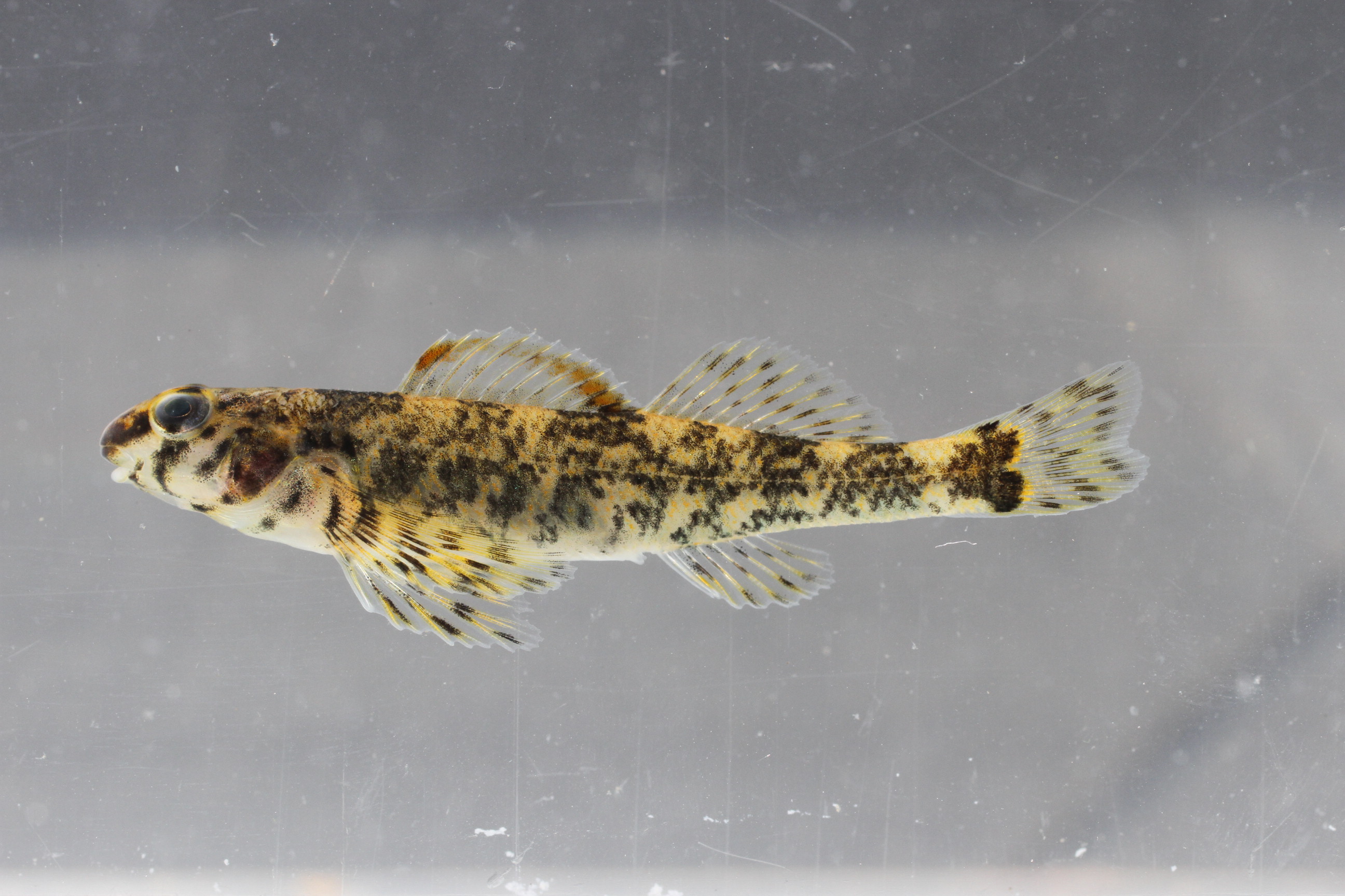 Harlequin darter (Etheostoma histrio) — Percidae — 4