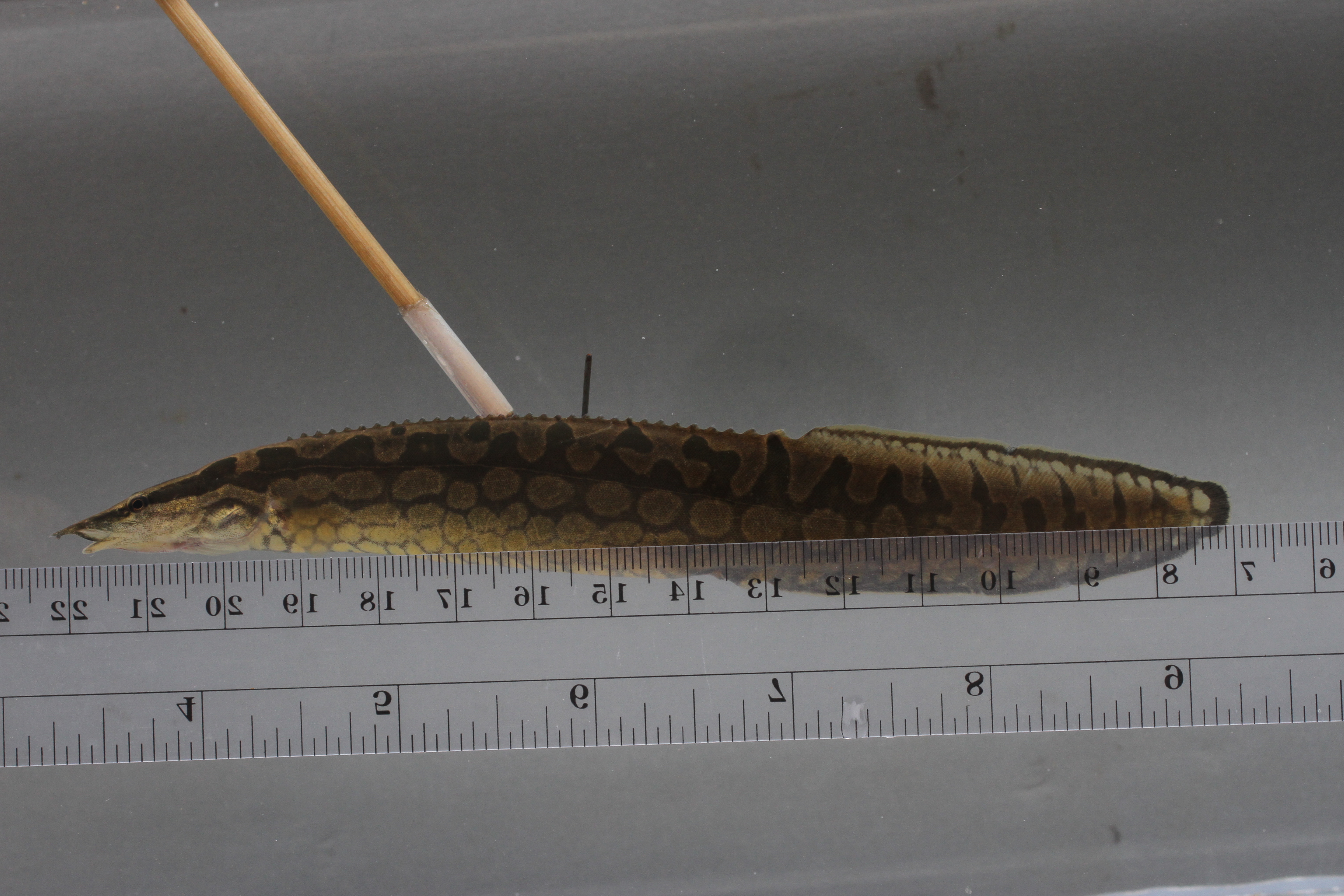 Tire-track spiny eel (Mastacembelus favus) — Mastacembelidae — 2