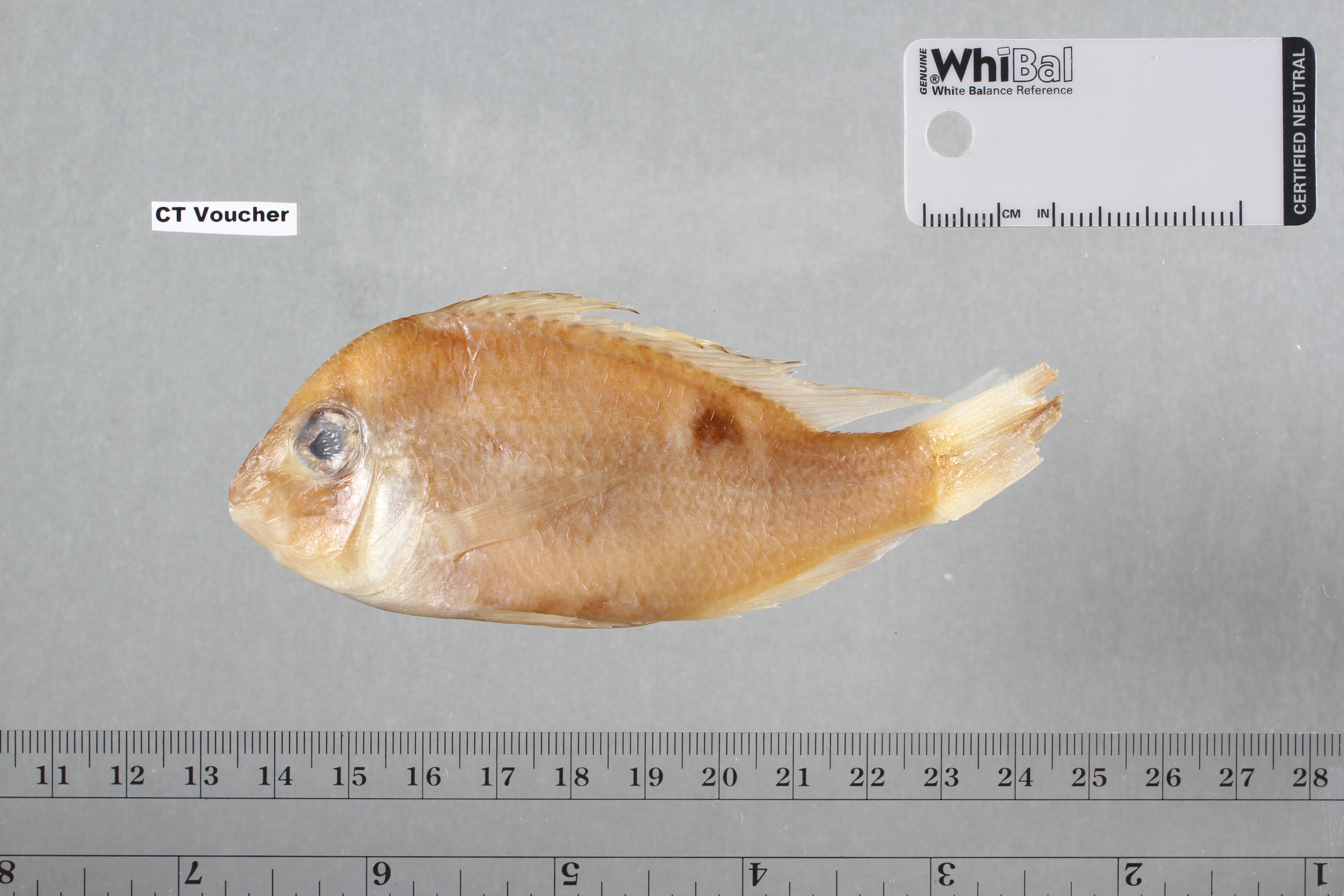 Cupid Cichlid (Biotodoma cupido) — Cichlidae — 3