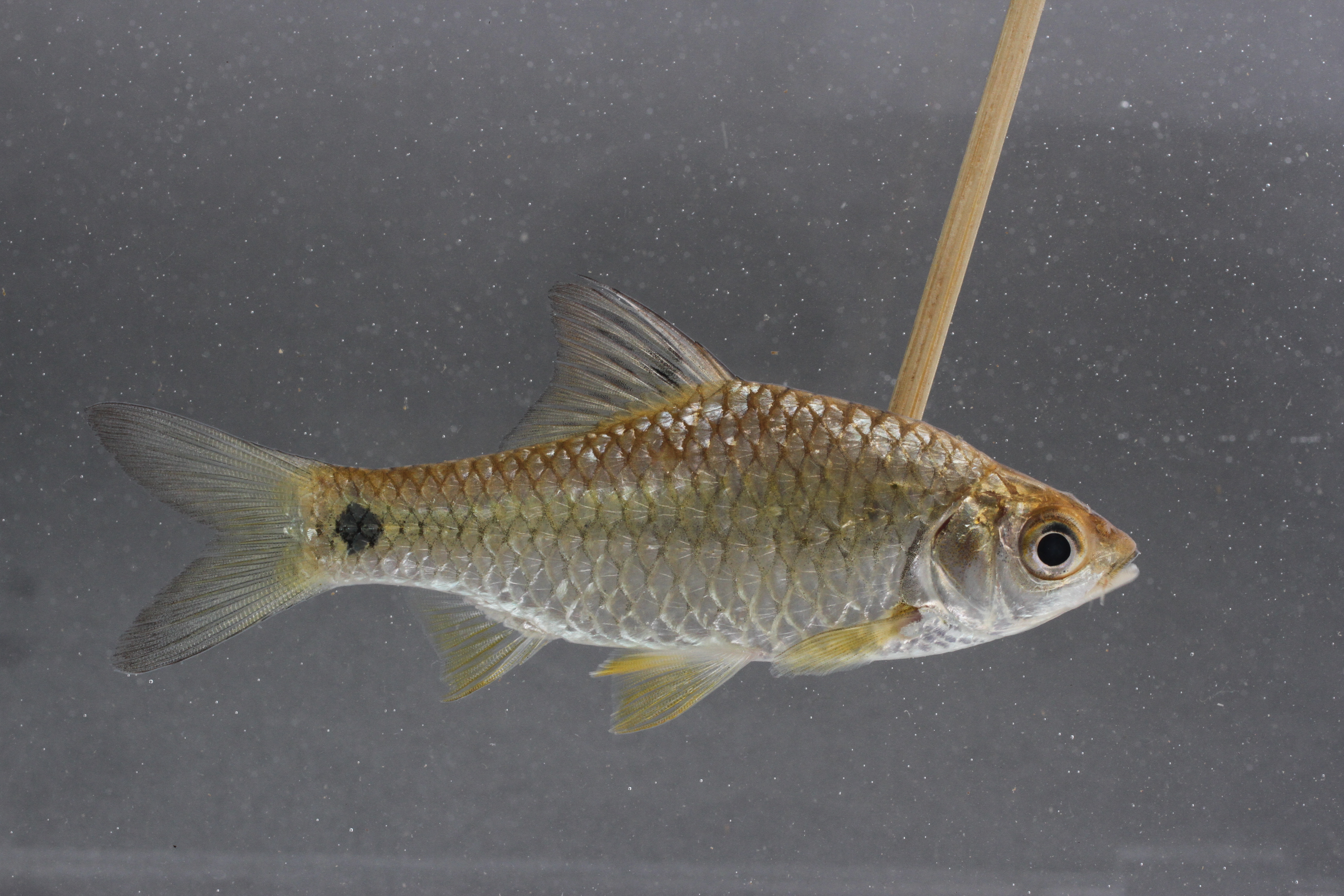 Swamp barb (Puntius brevis) — Cyprinidae — 5
