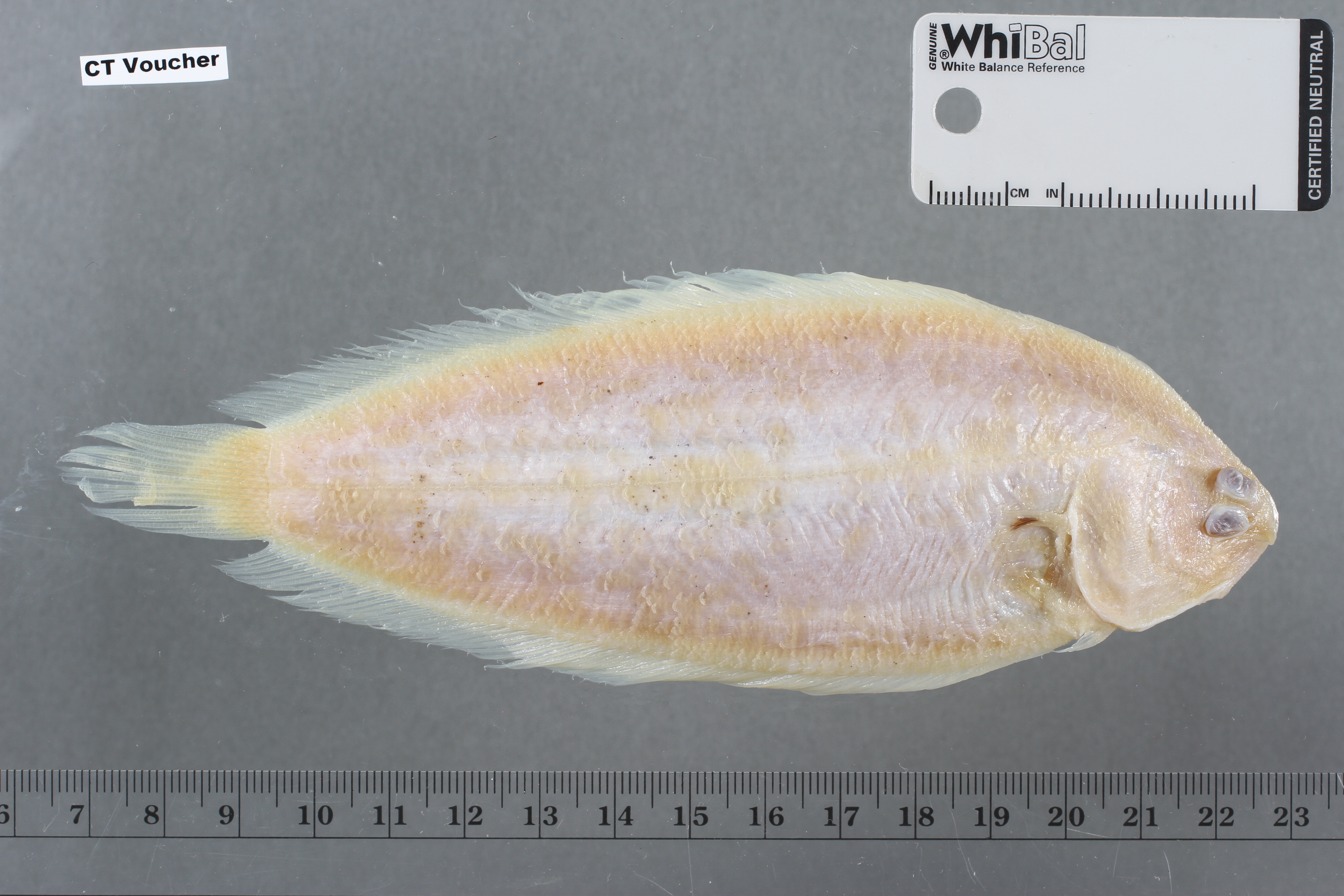 Mud sole (Vanstraelenia chirophthalma) — Soleidae
