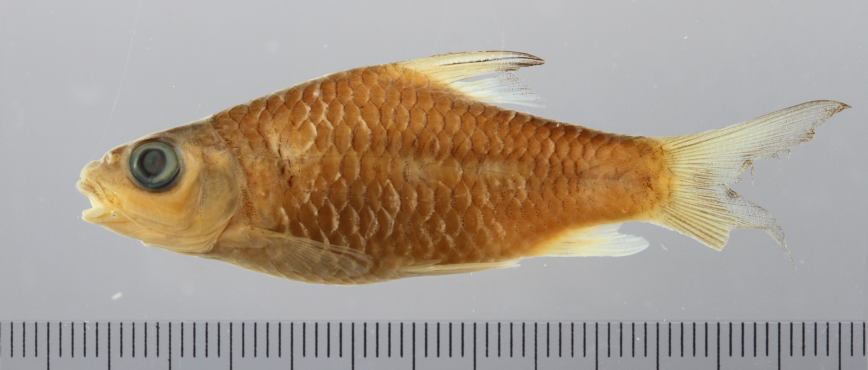 Hypsibarbus lagleri thumbnail