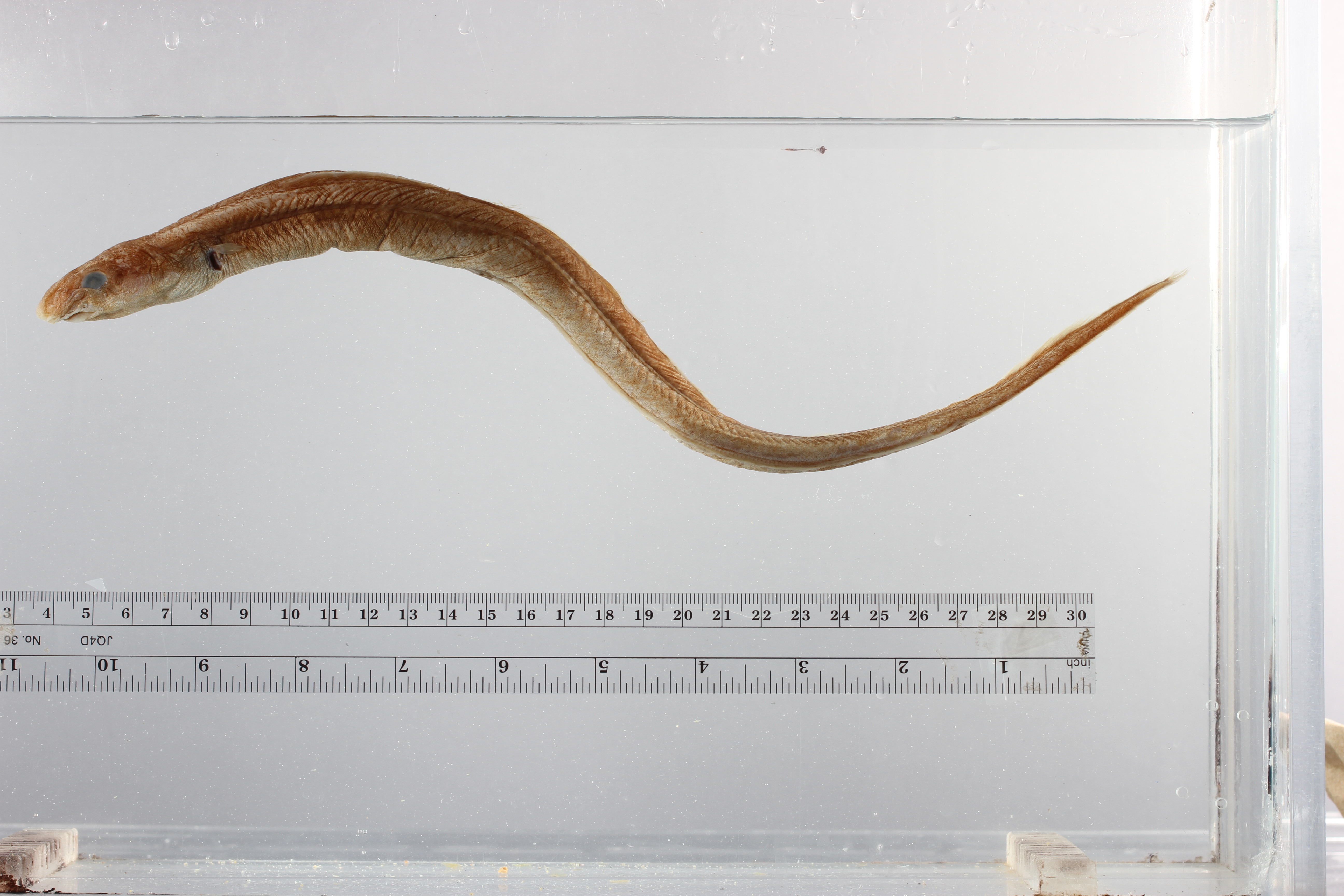 Purplemouthed conger (Pseudophichthys splendens) — Congridae