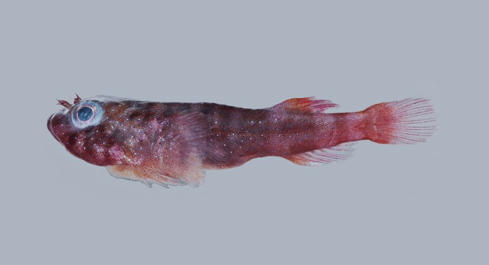 Red clingfish (Acyrtus rubiginosus) — Gobiesocidae — 3