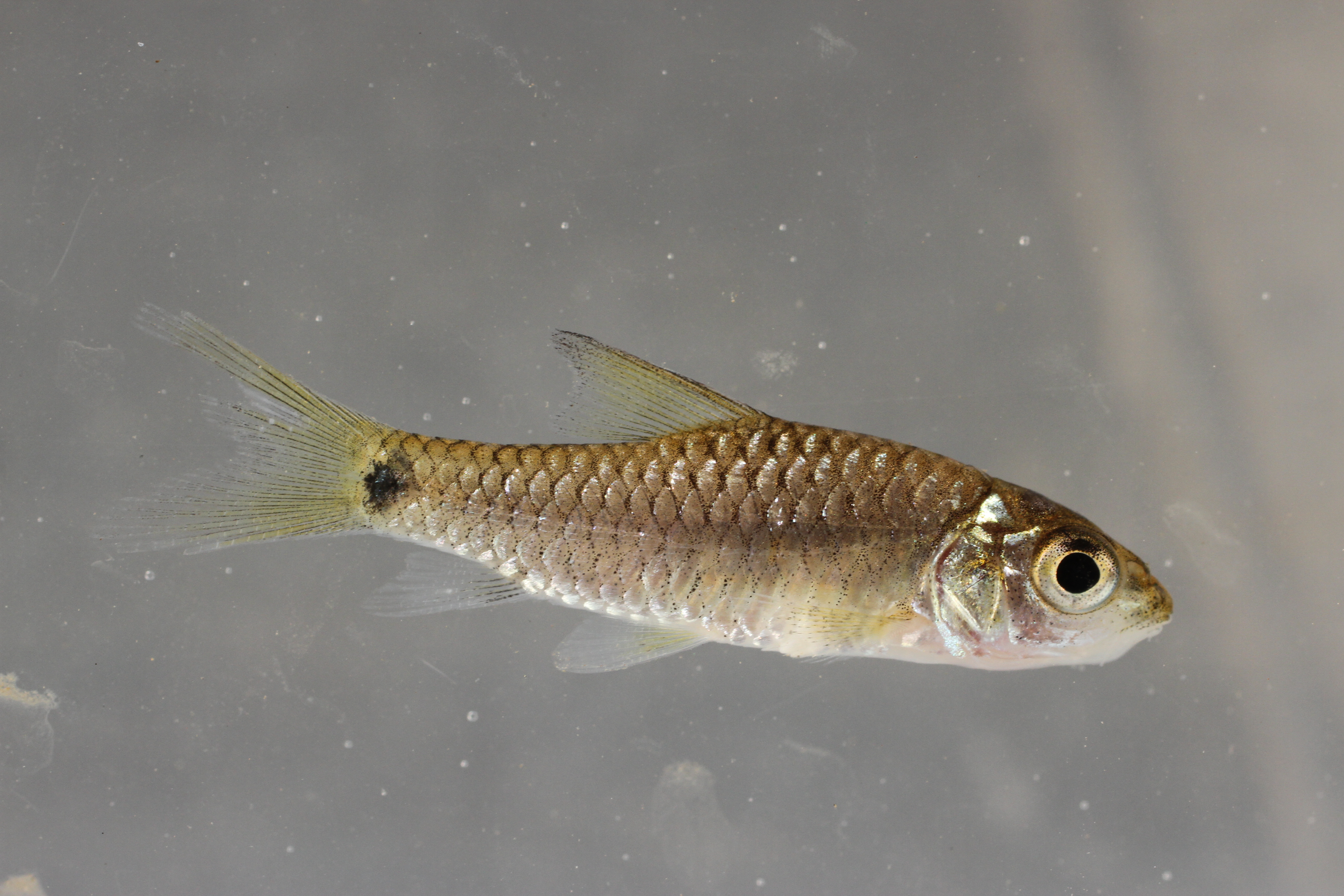 Blue mahseer (Neolissochilus stracheyi) — Cyprinidae — 5