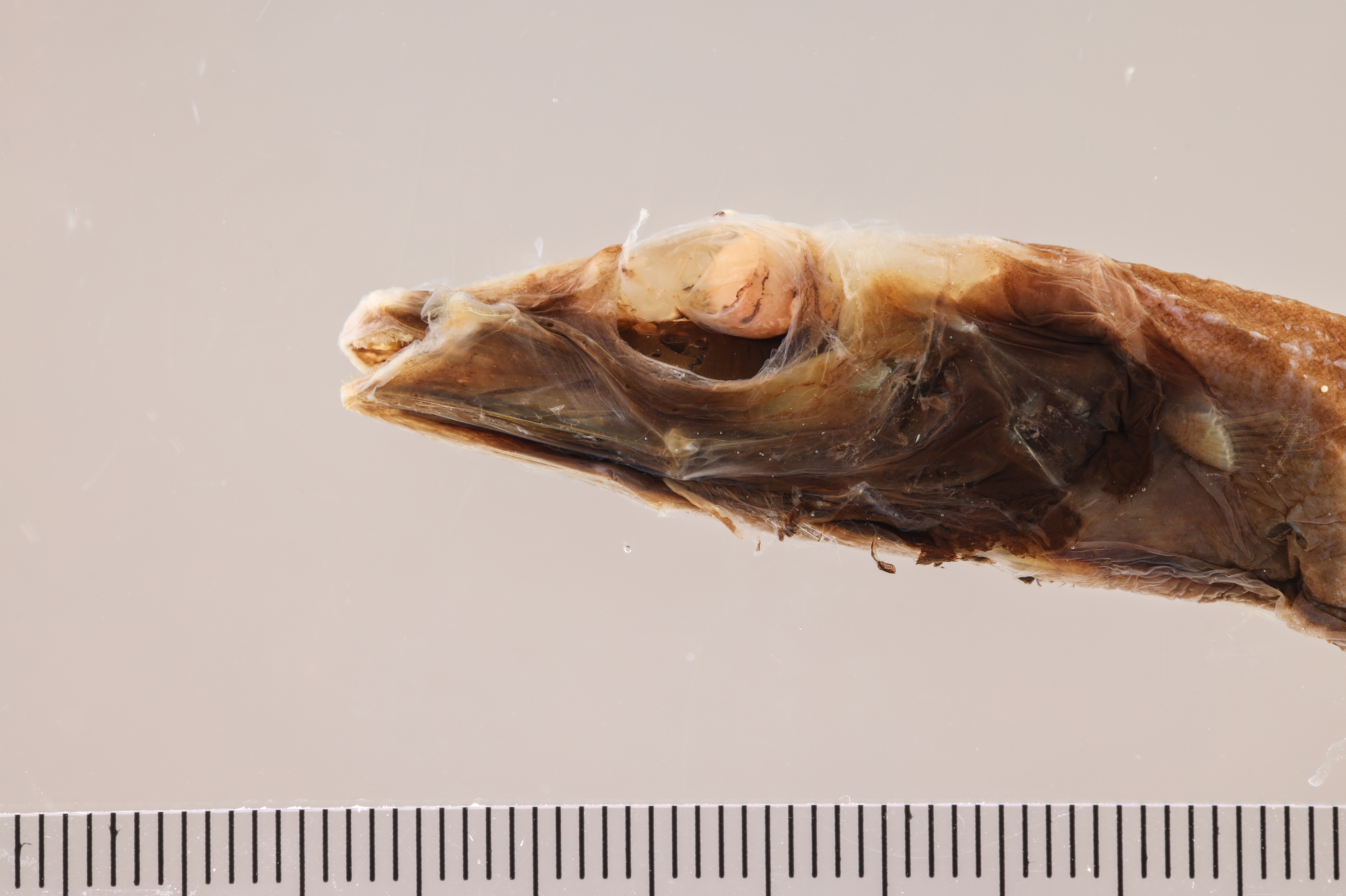 Conocara macropterum