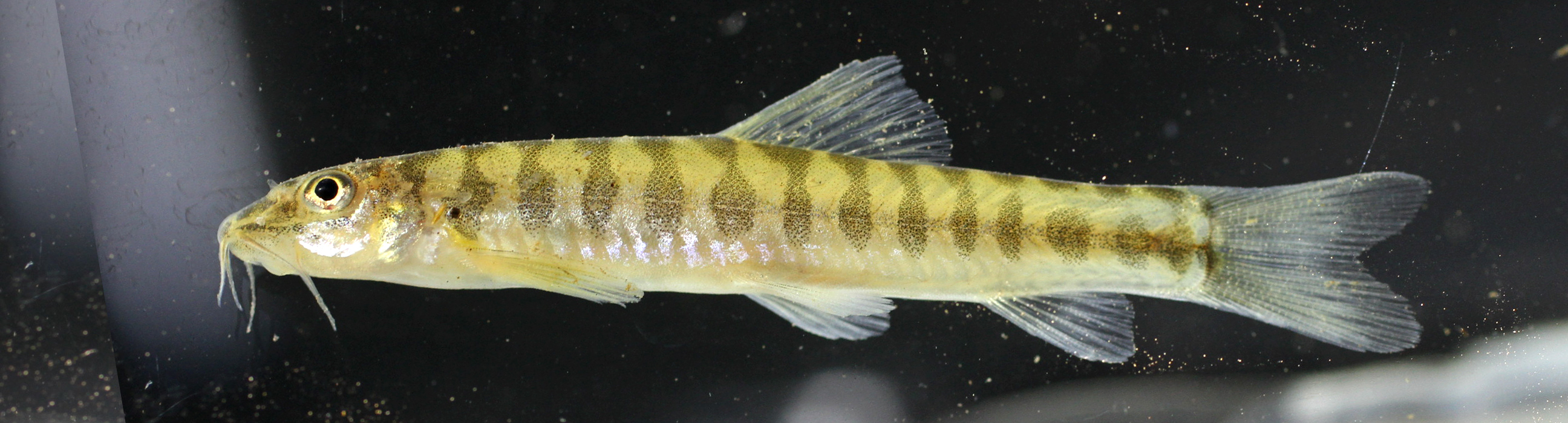 Thicklip loach (Neonoemacheilus labeosus) — Nemacheilidae — 3