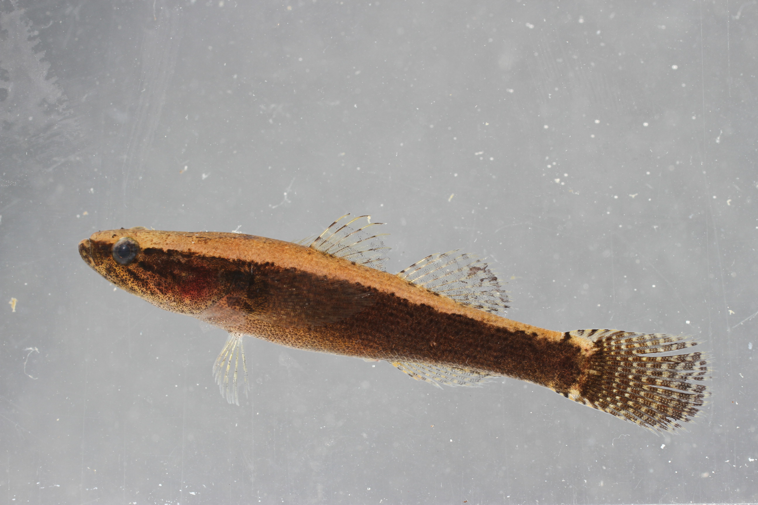 Largescaled spinycheek sleeper (Eleotris amblyopsis) — Eleotridae — 4