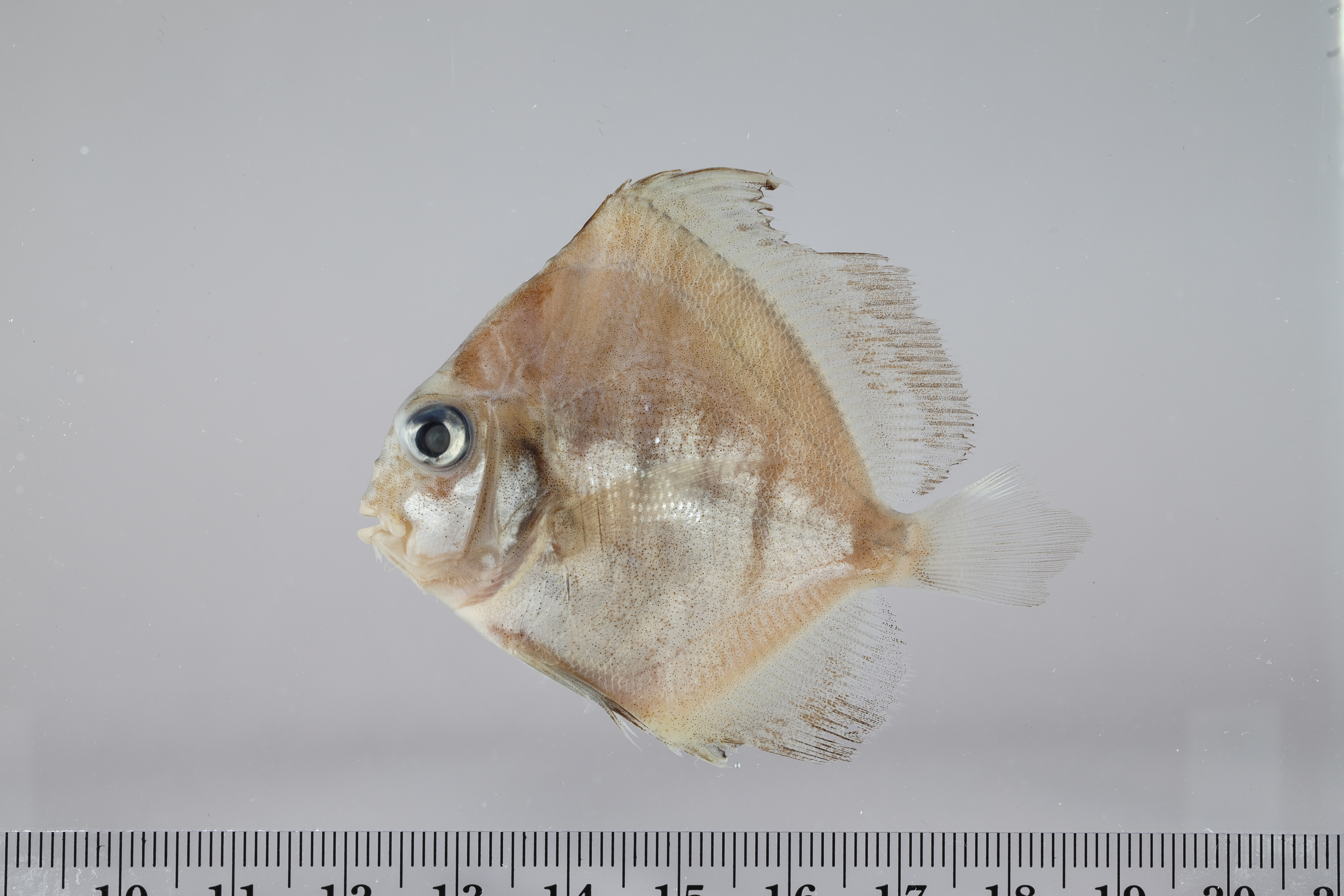 Drepane longimana