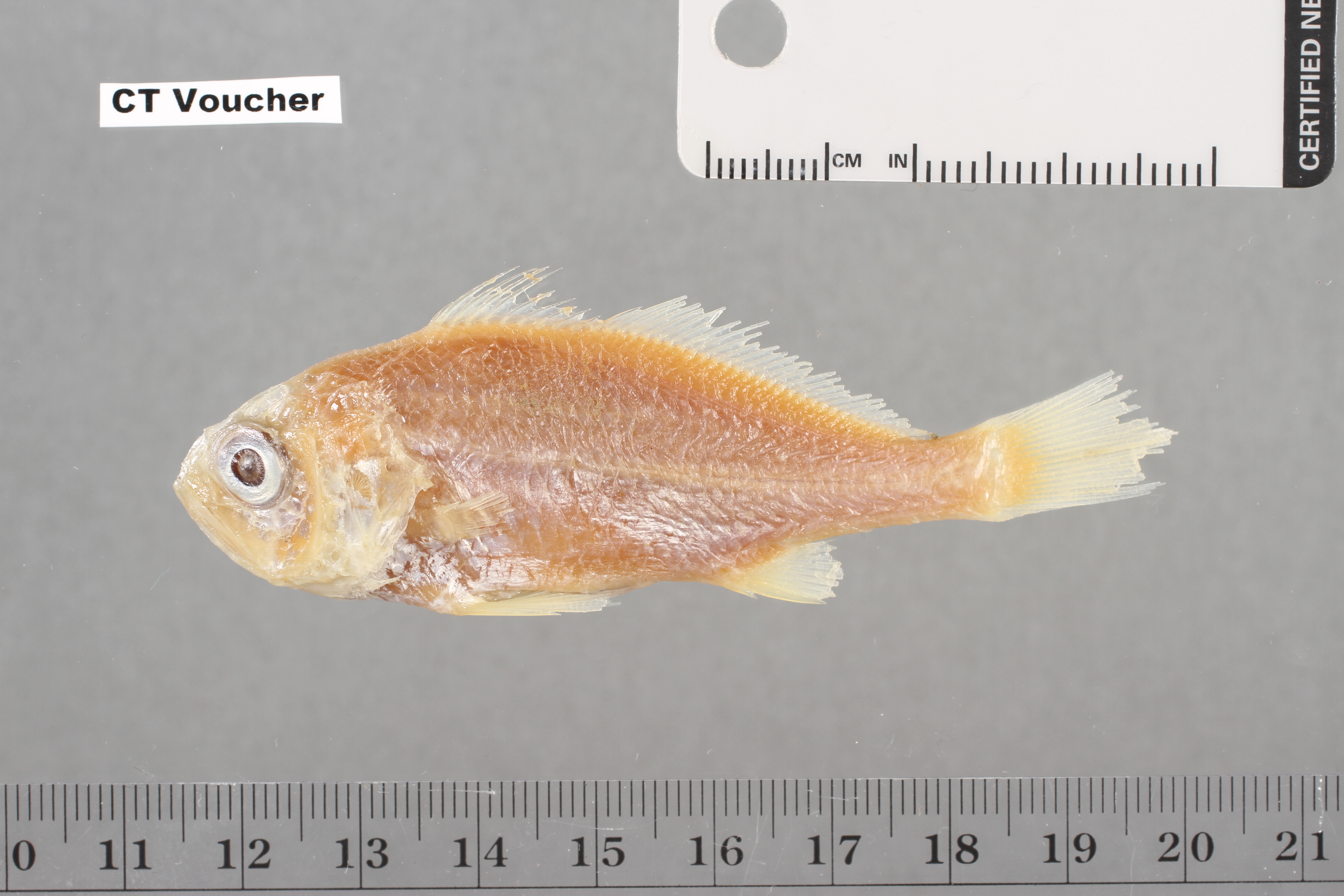 Boe drum (Pteroscion peli) — Sciaenidae — 2