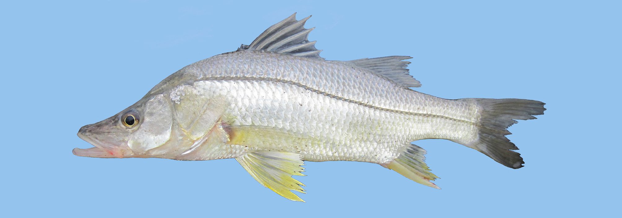 Brochet (Centropomus ensiferus) — Centropomidae — 4