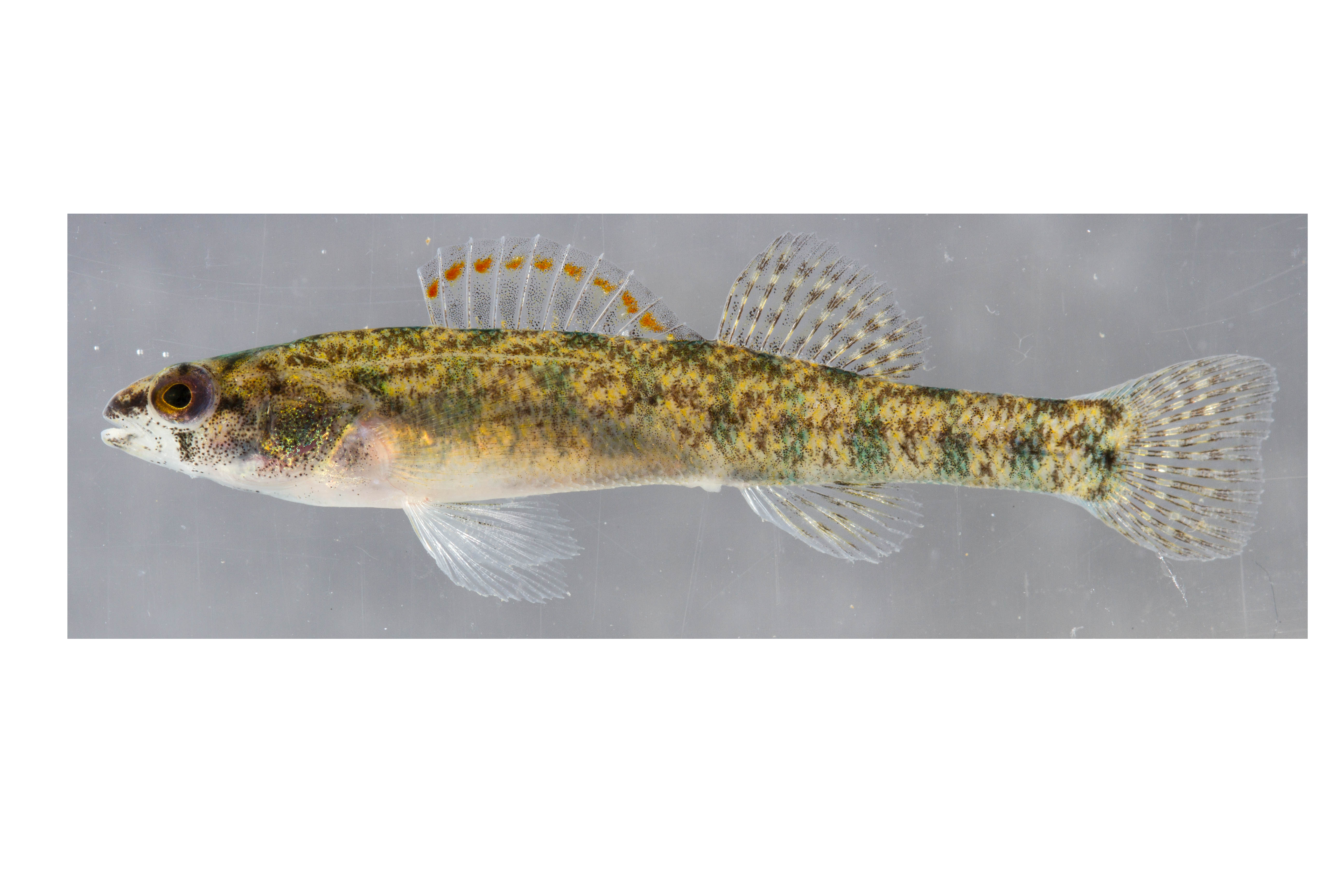 Etheostoma zonifer