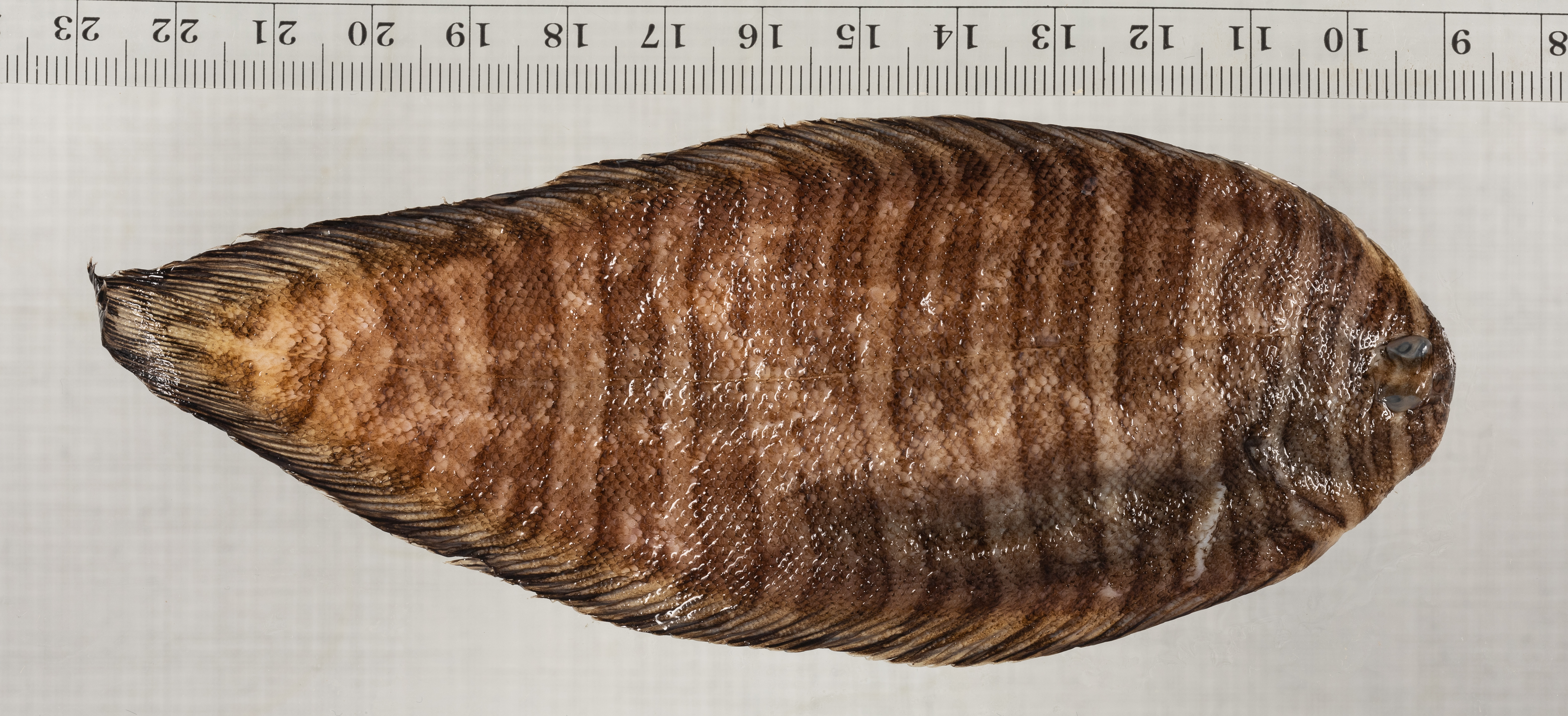 Aesopia cornuta