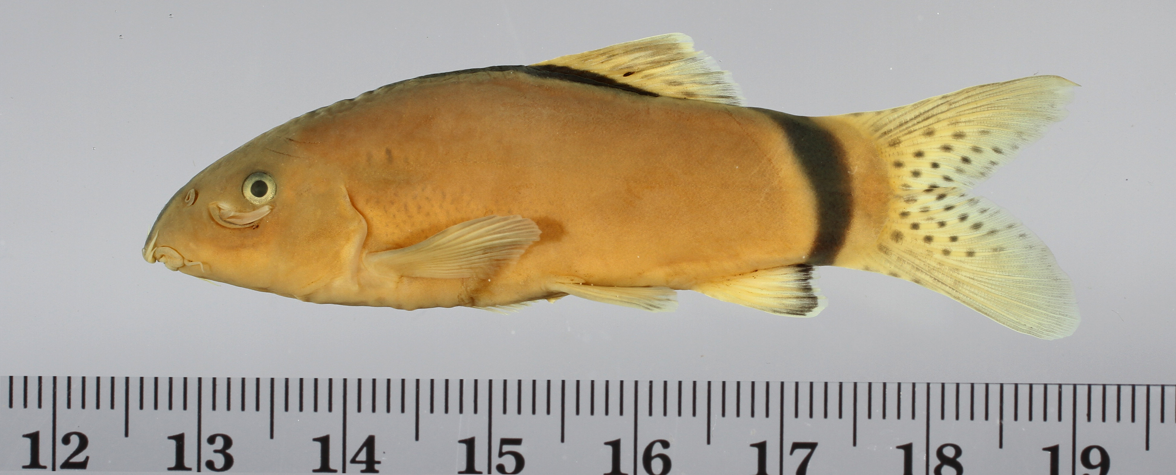 Skunk loach (Yasuhikotakia morleti) — Cobitidae — 2