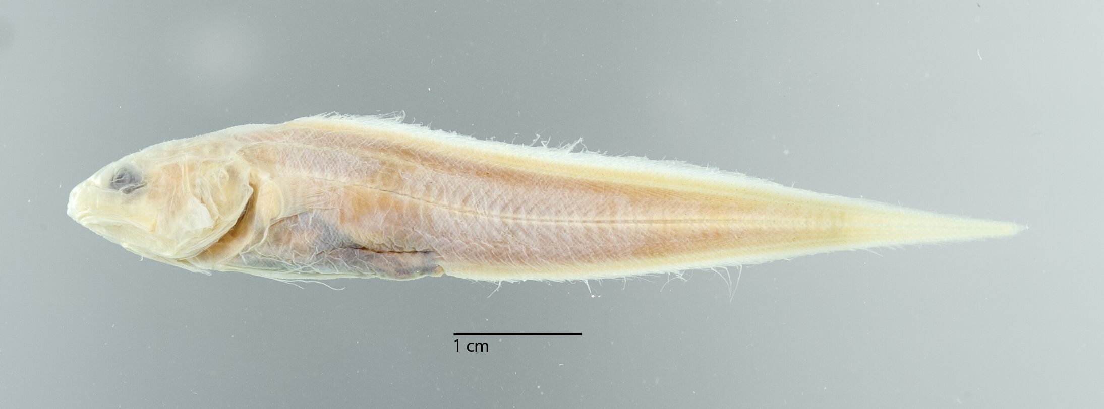 Neobythites multidigitatus
