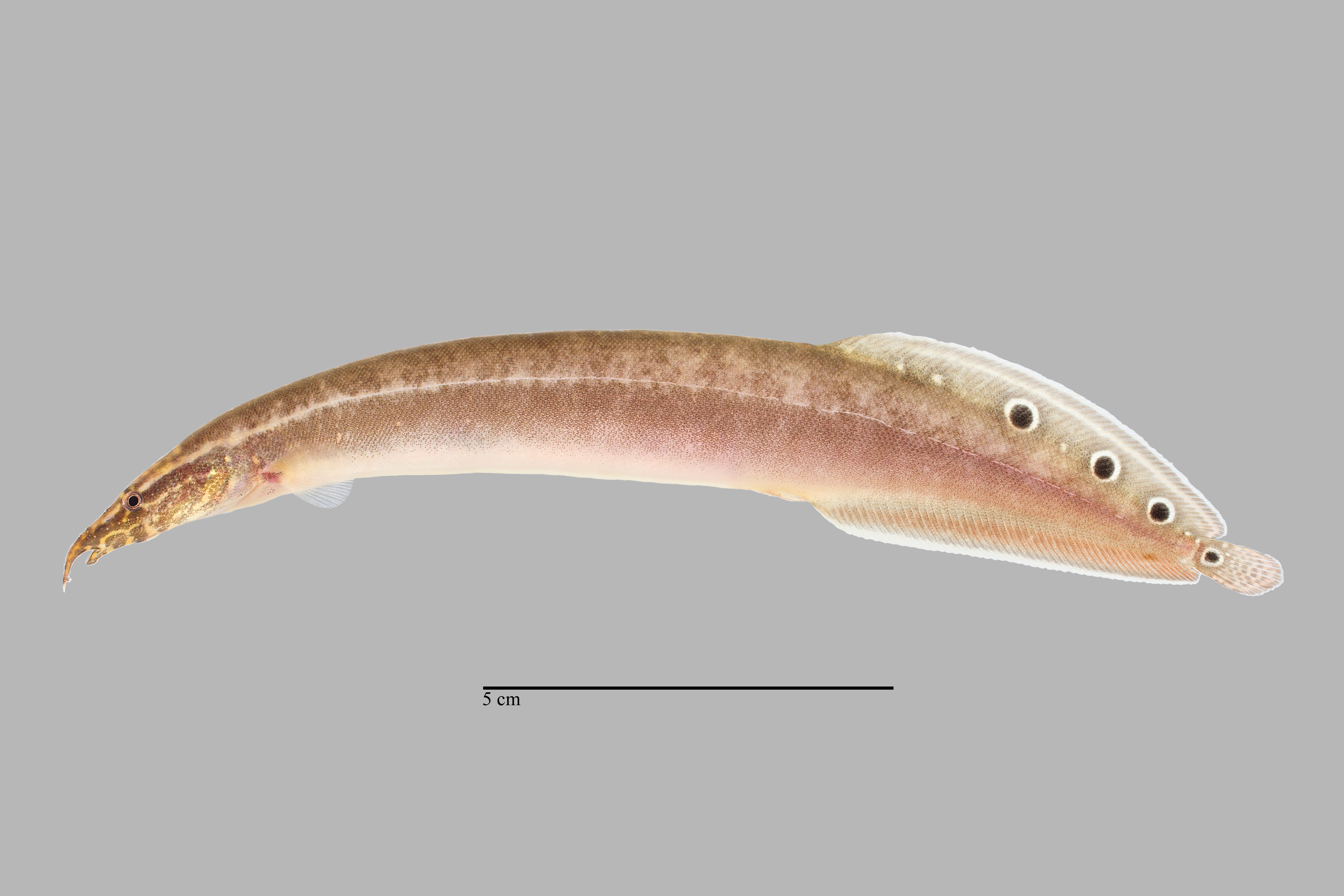 Peacock eel (Macrognathus siamensis) — Mastacembelidae — 3