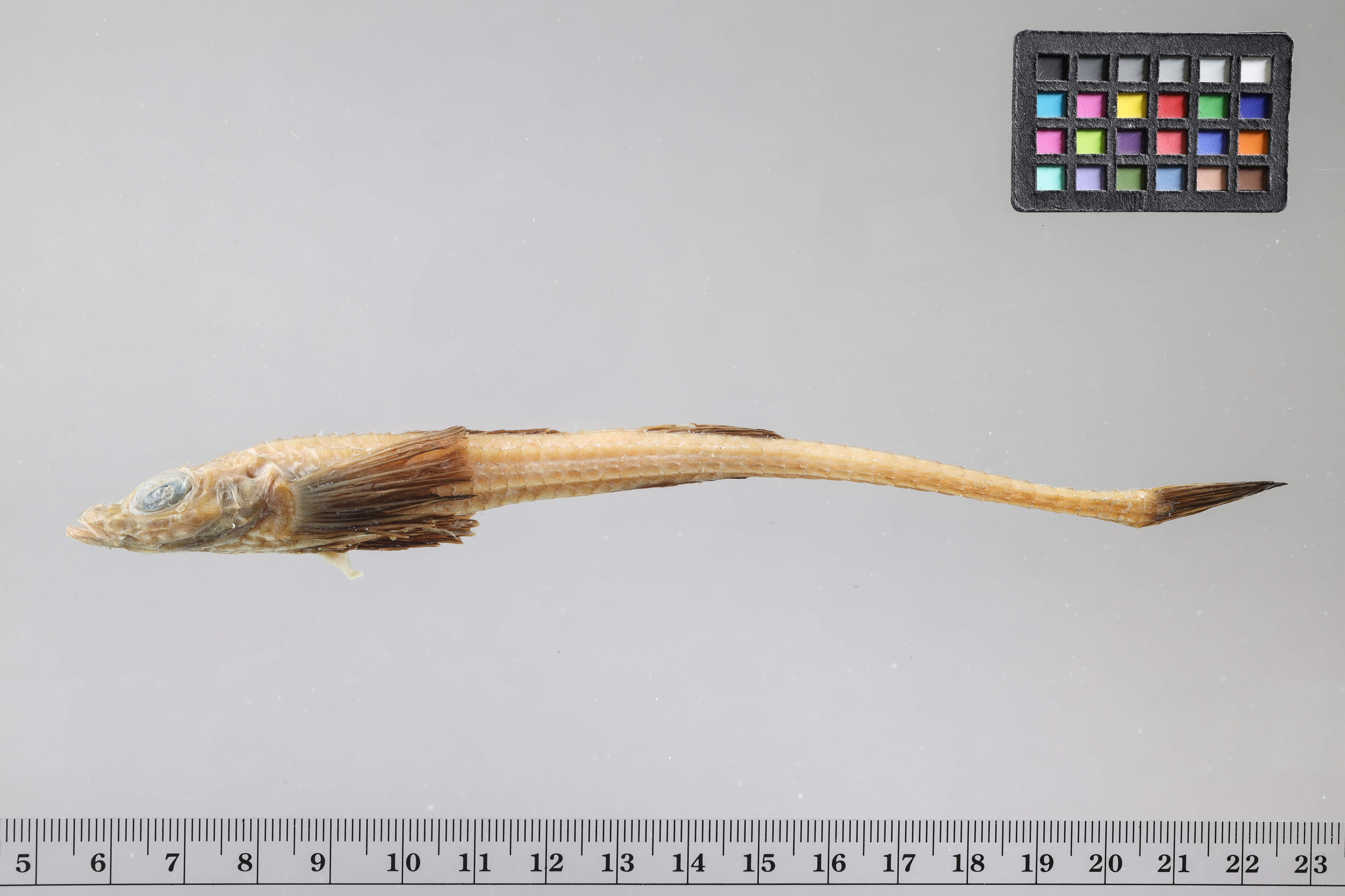 Bathyagonus nigripinnis thumbnail