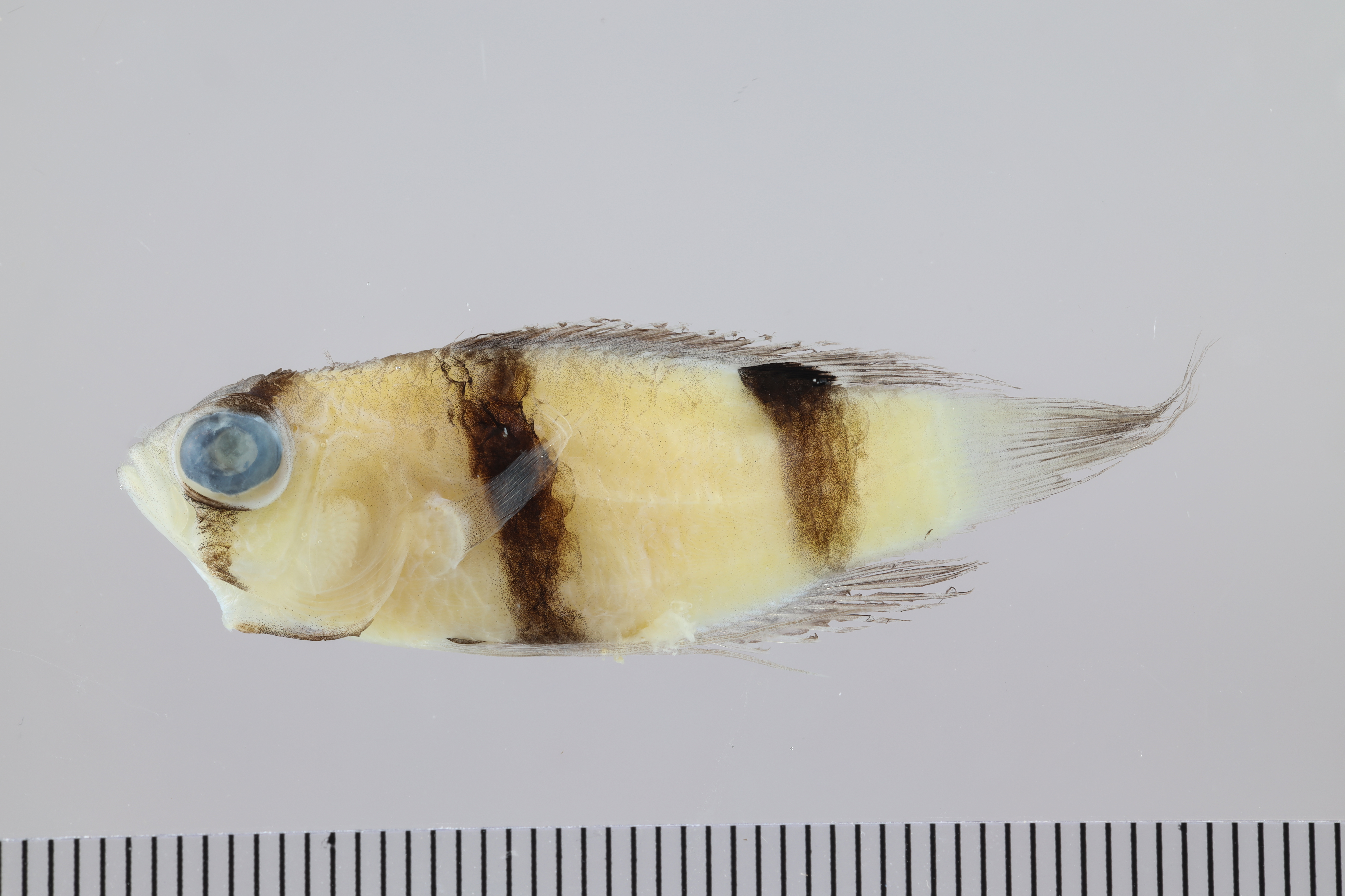Banded basslet (Lipogramma evides) — Grammatidae — 2