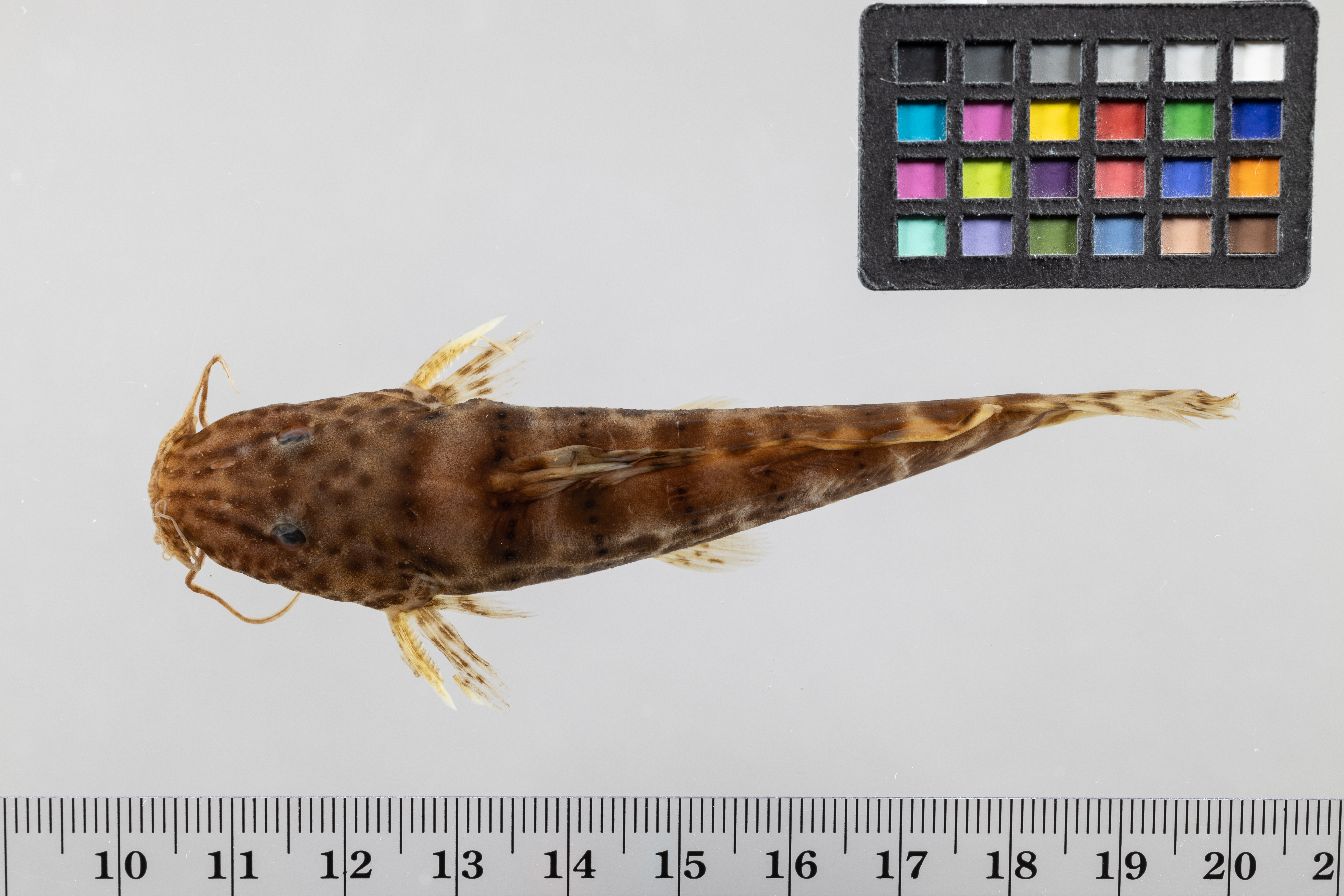 Gevlekte stroommeerval (Parauchenoglanis punctatus) — Claroteidae — 3