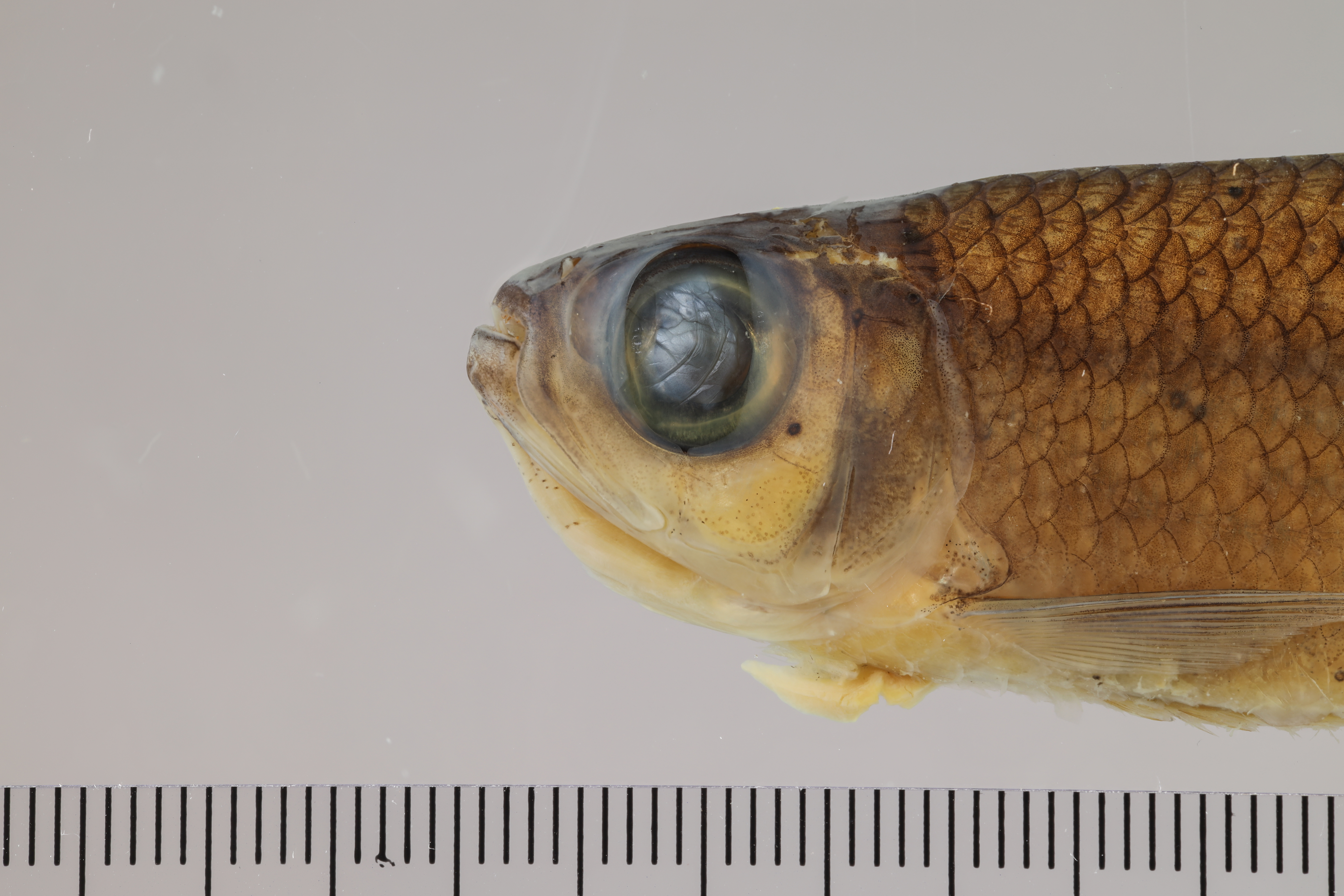 Bryconops melanurus