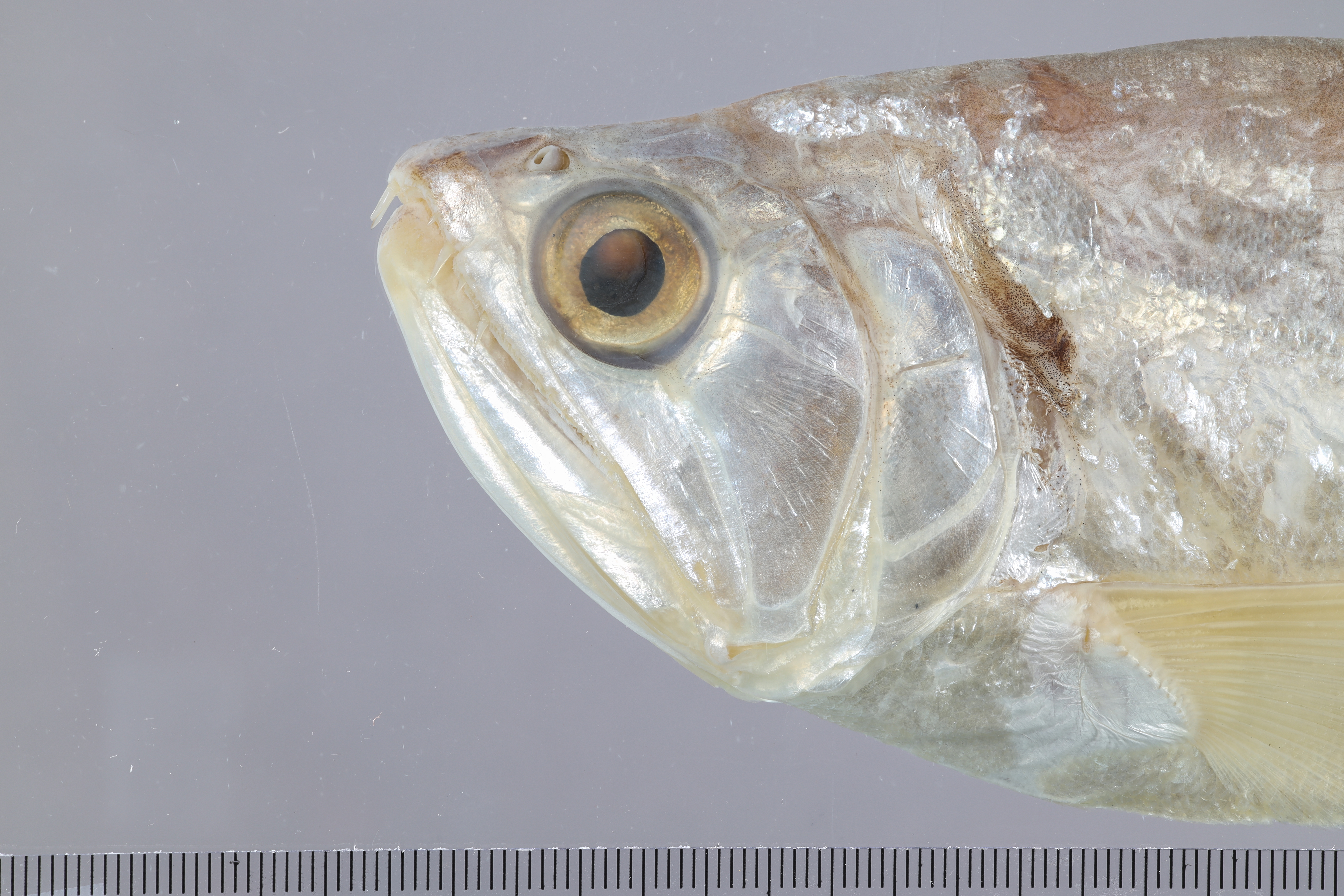 Vampiervis (Hydrolycus scomberoides) — Cynodontidae — 2