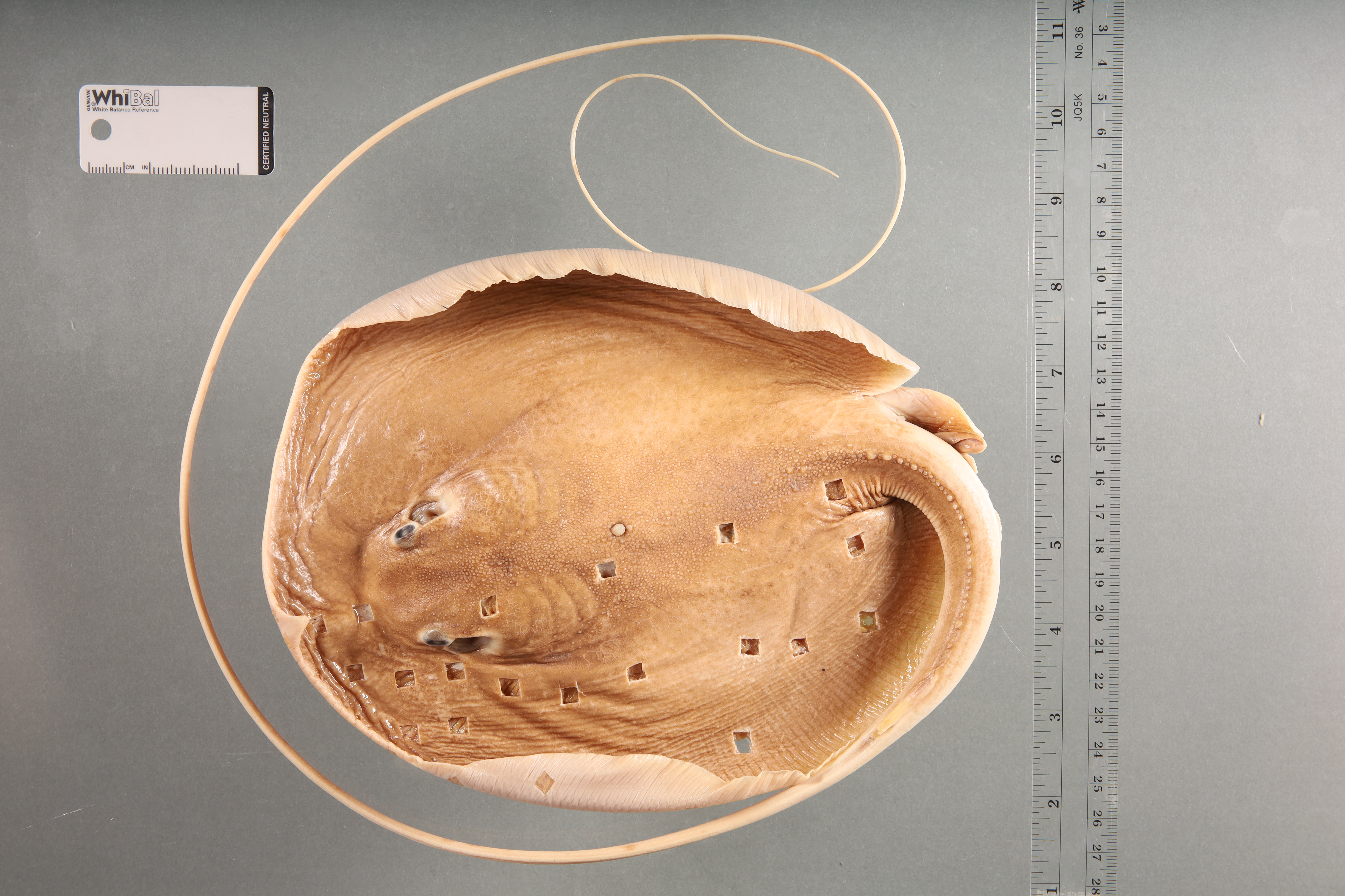 White-edge freshwater whipray (Fluvitrygon signifer) — Dasyatidae — 2
