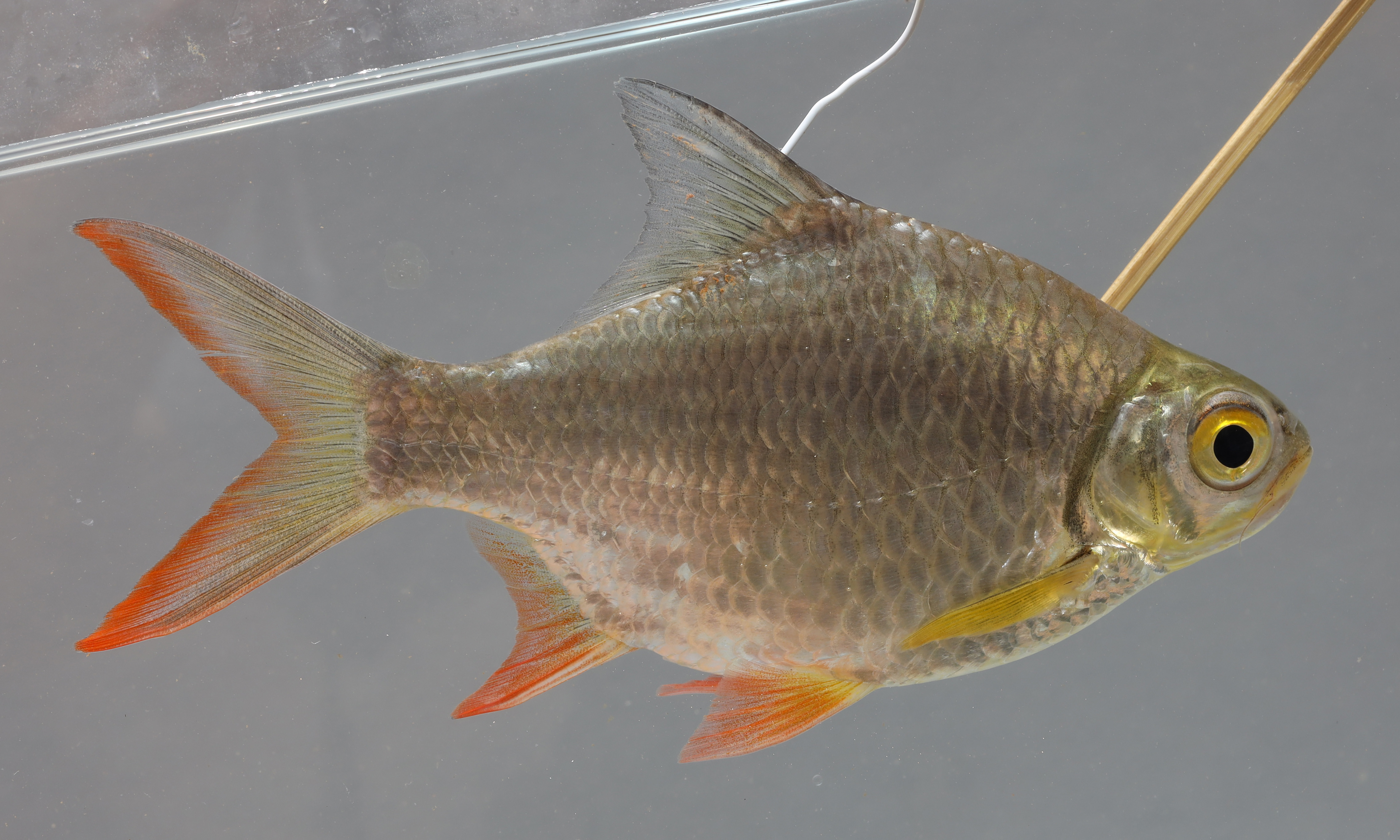 Roodstaart-tinfoilbarbeel (Barbonymus altus) — Cyprinidae — 3