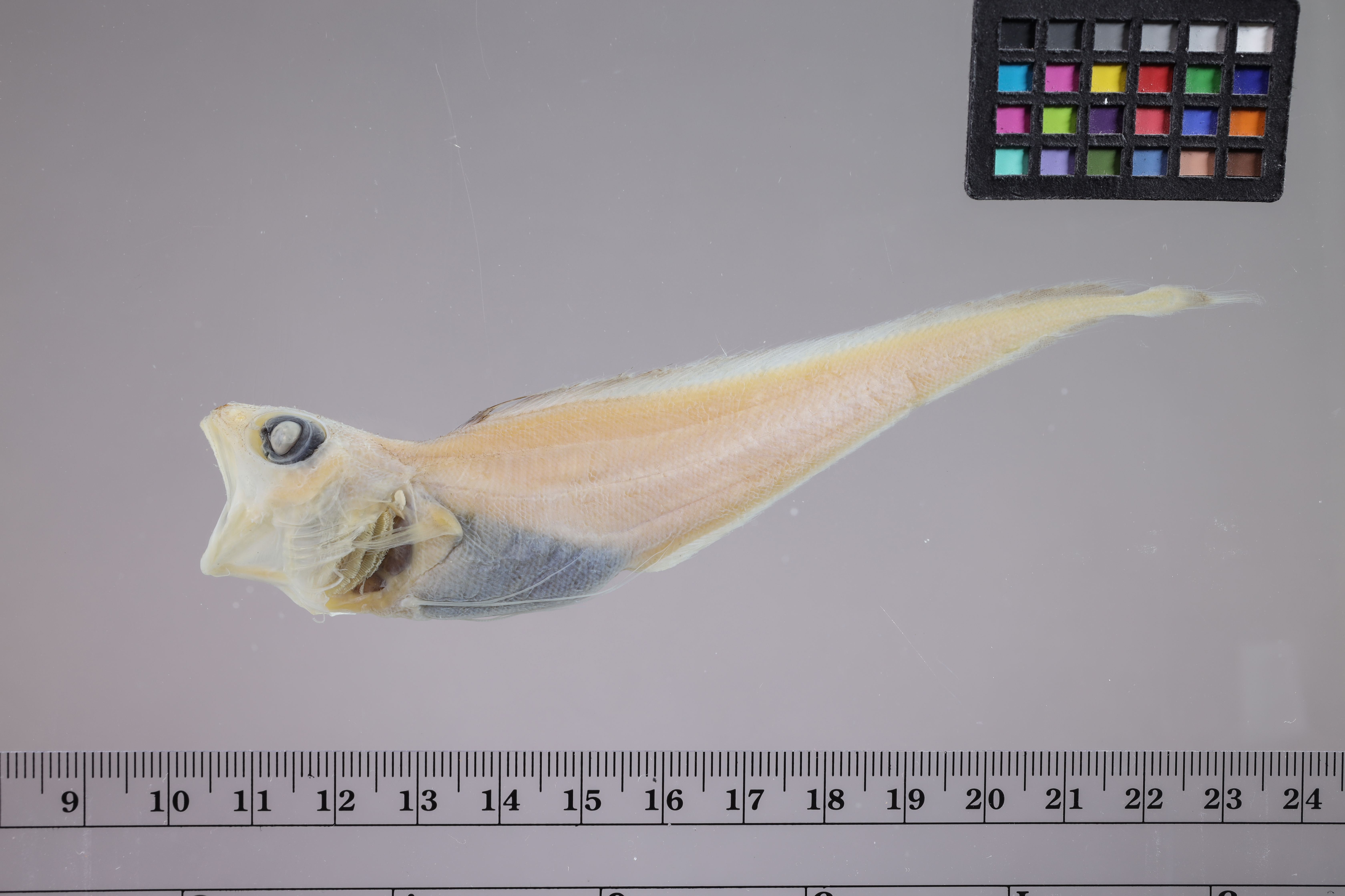 Goode-Bean codling (Laemonema goodebeanorum) — Moridae — 2