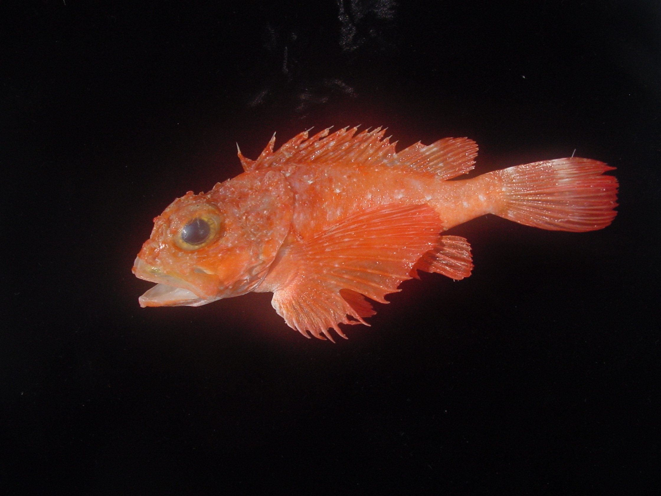Longfin scorpionfish (Scorpaena agassizii) — Scorpaenidae — 2
