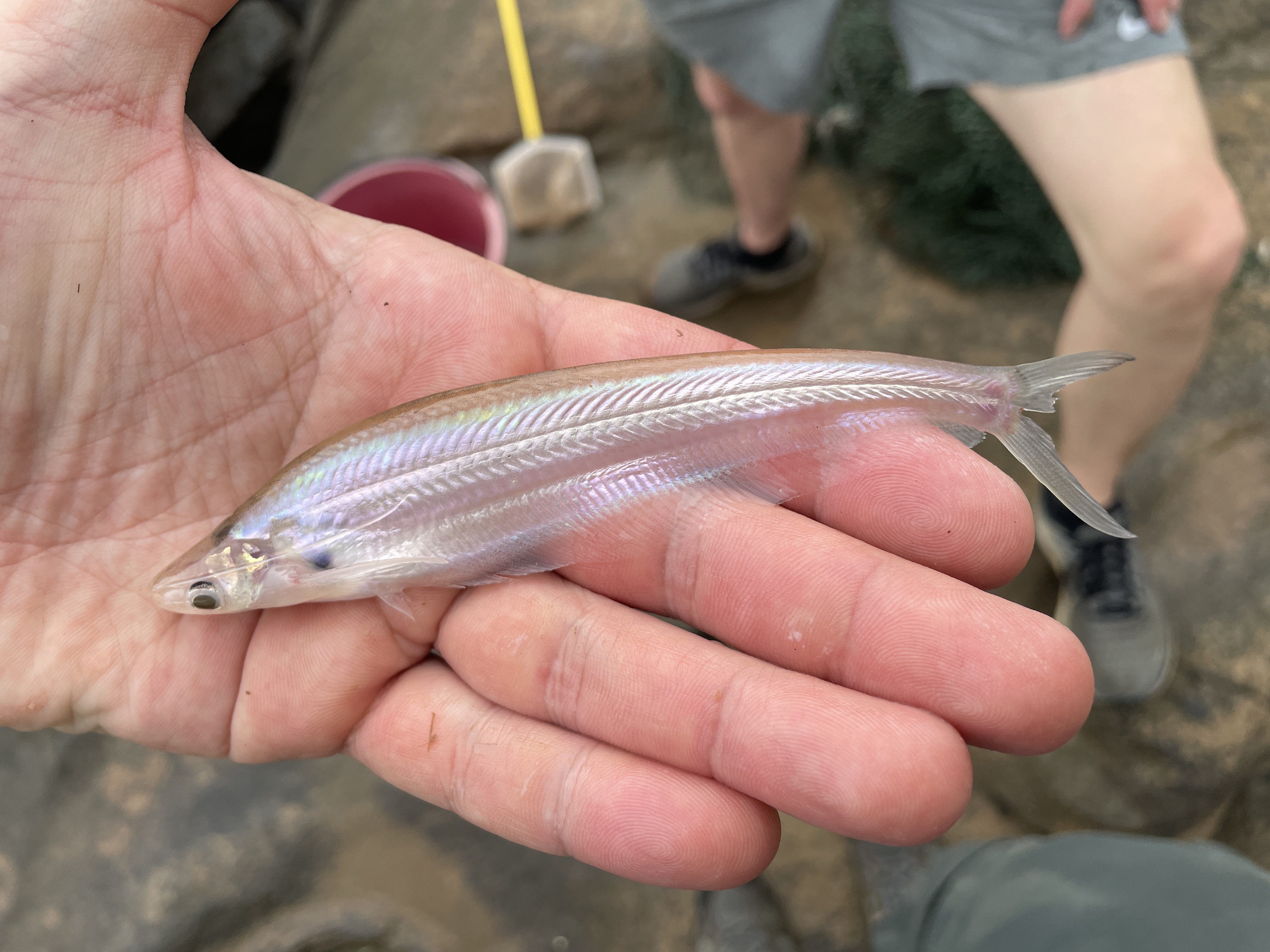 Ghost fish (Kryptopterus bicirrhis) — Siluridae