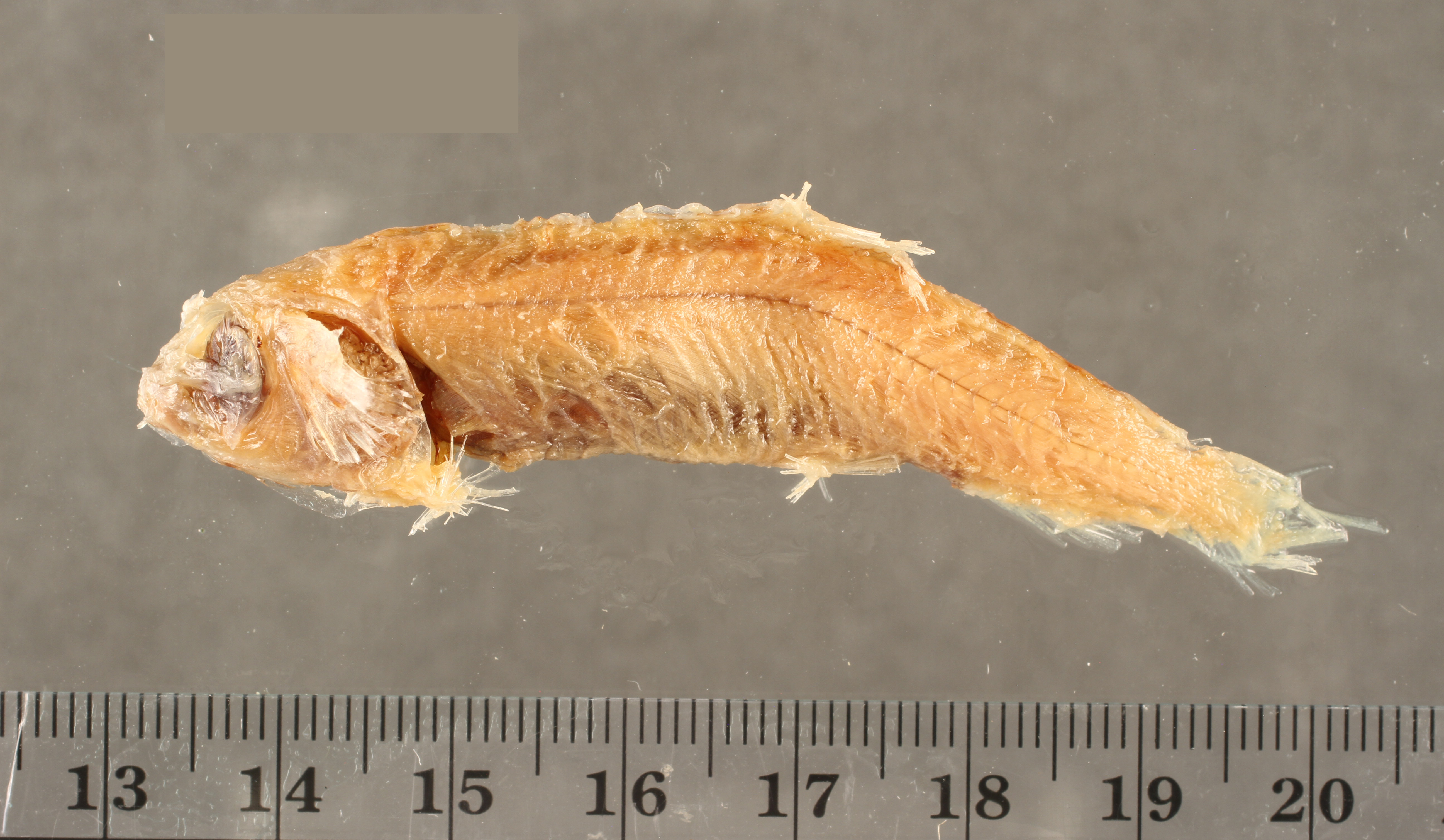 Bathylagoides argyrogaster