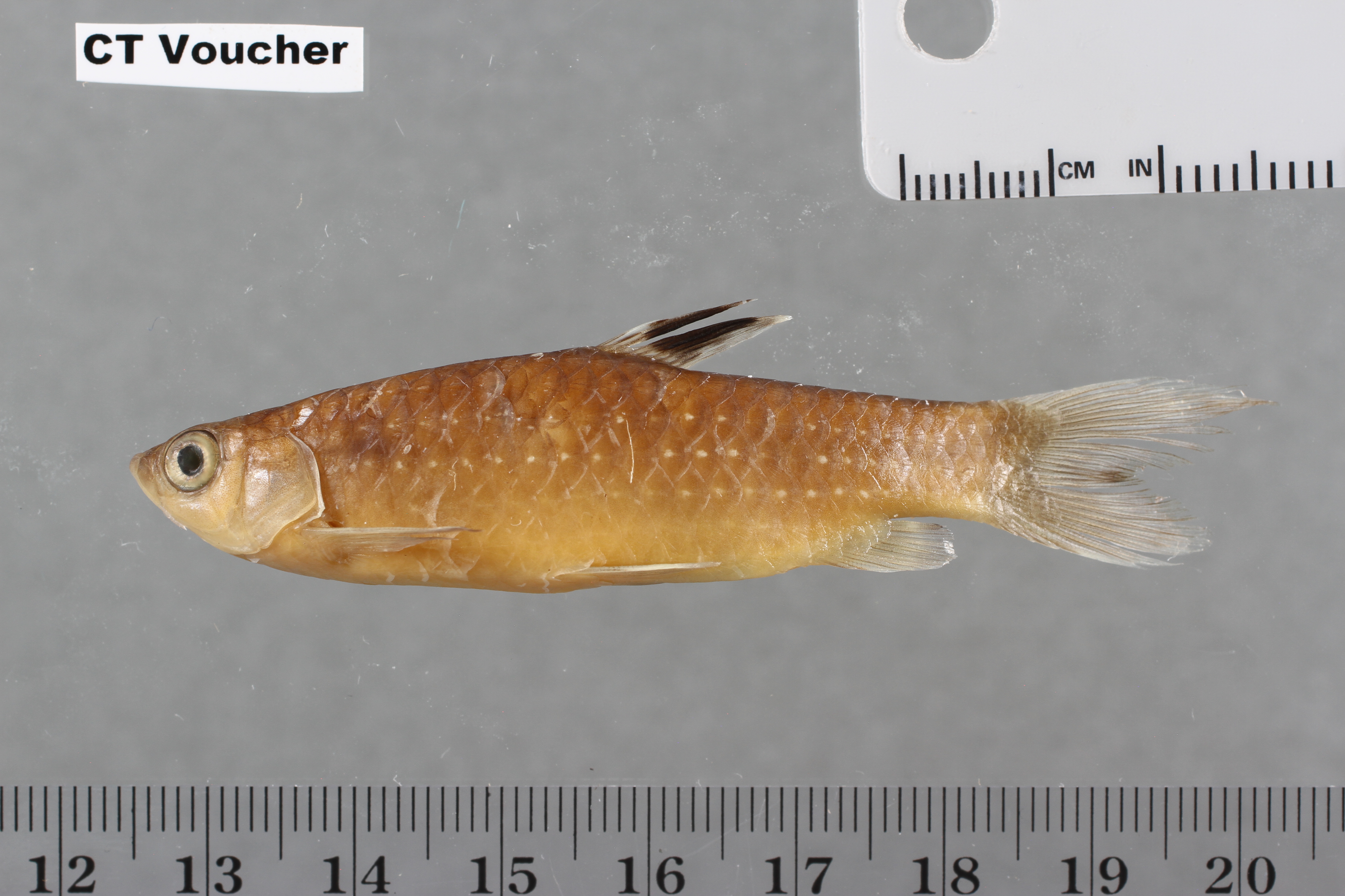 Redspotted tetra (Copeina guttata) — Lebiasinidae — 4