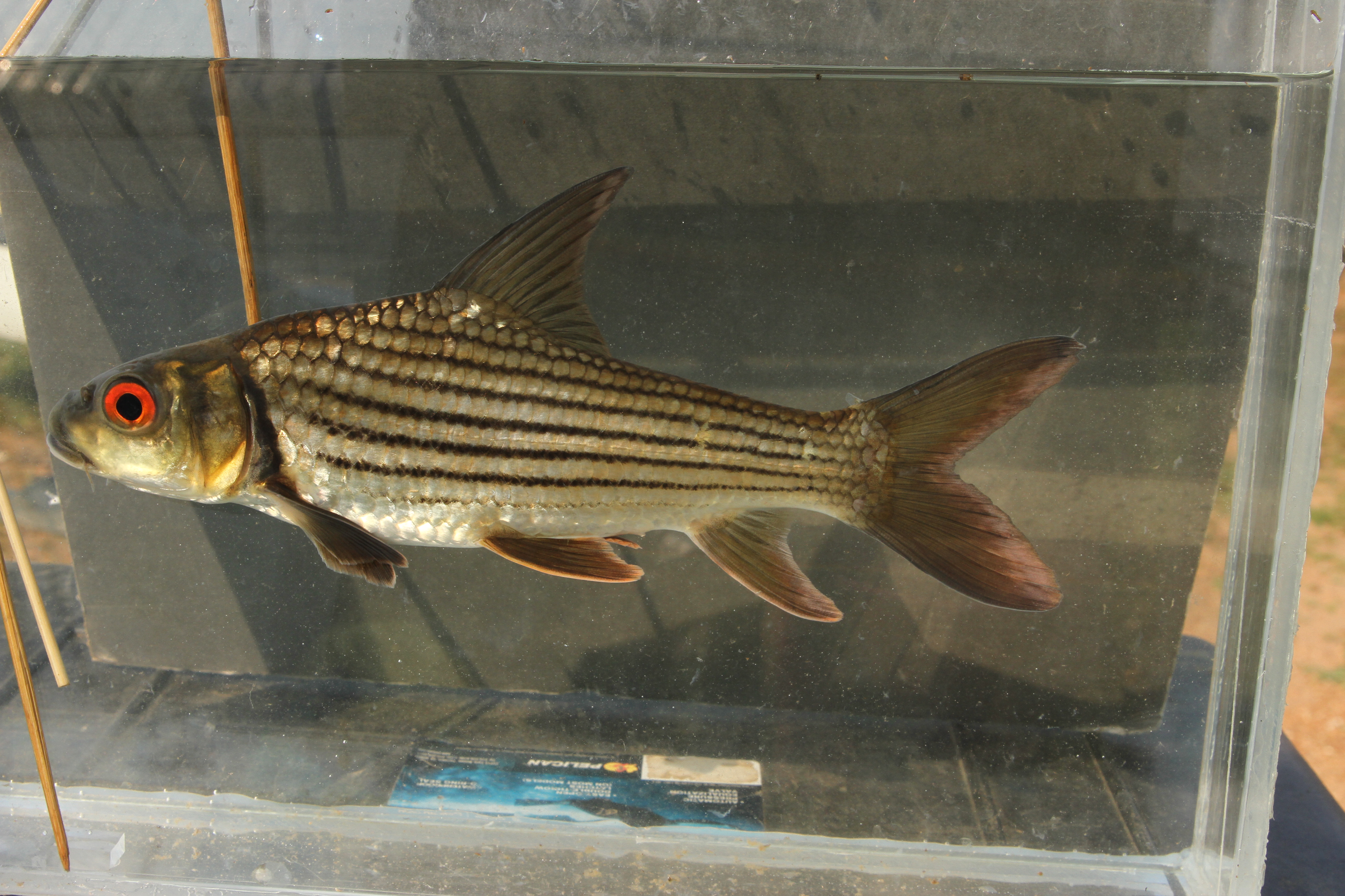 Jullien's golden carp (Probarbus jullieni) — Cyprinidae — 4